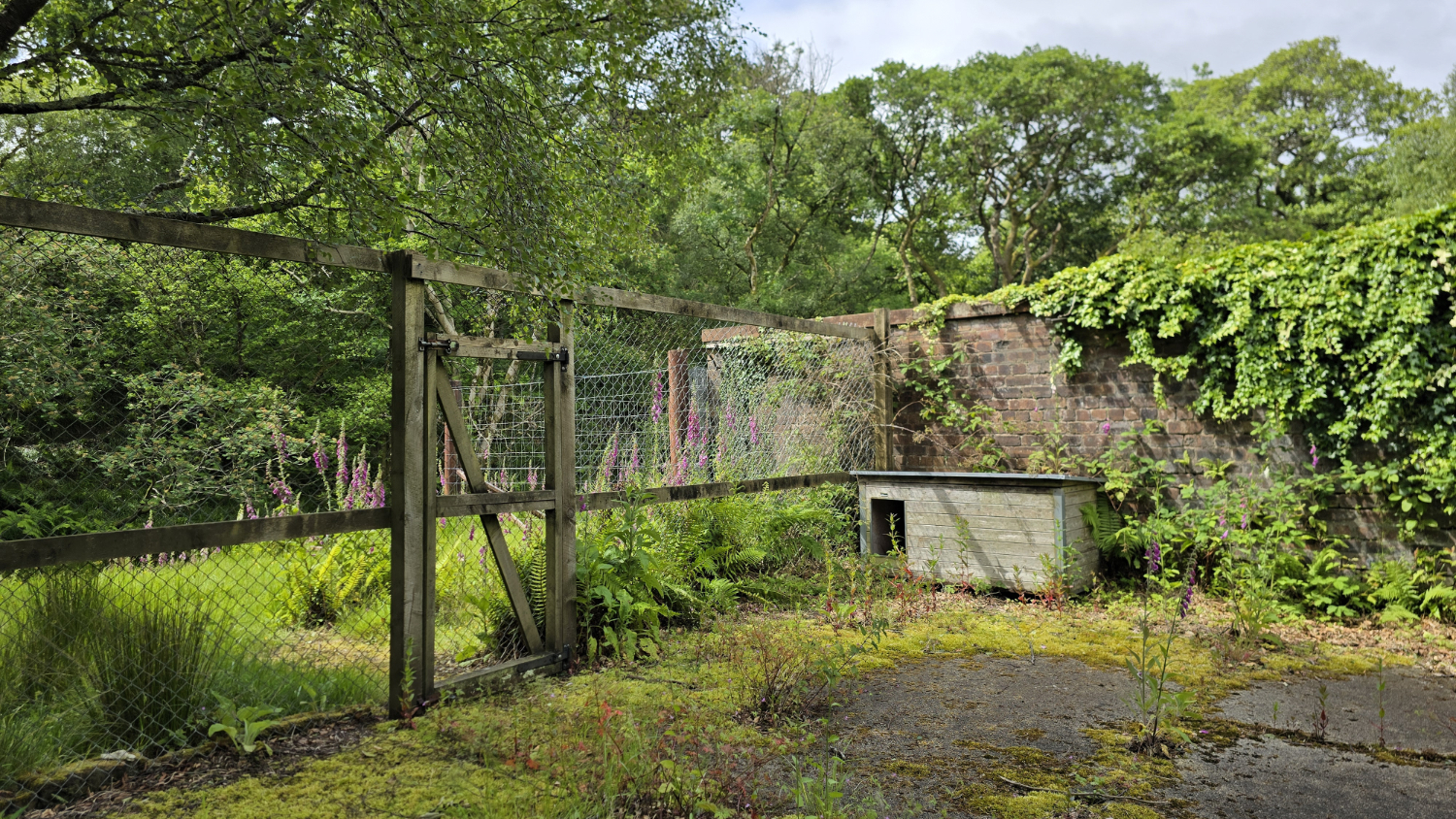 An old wooden hut in an overgrown enclosure with a high fence and gate