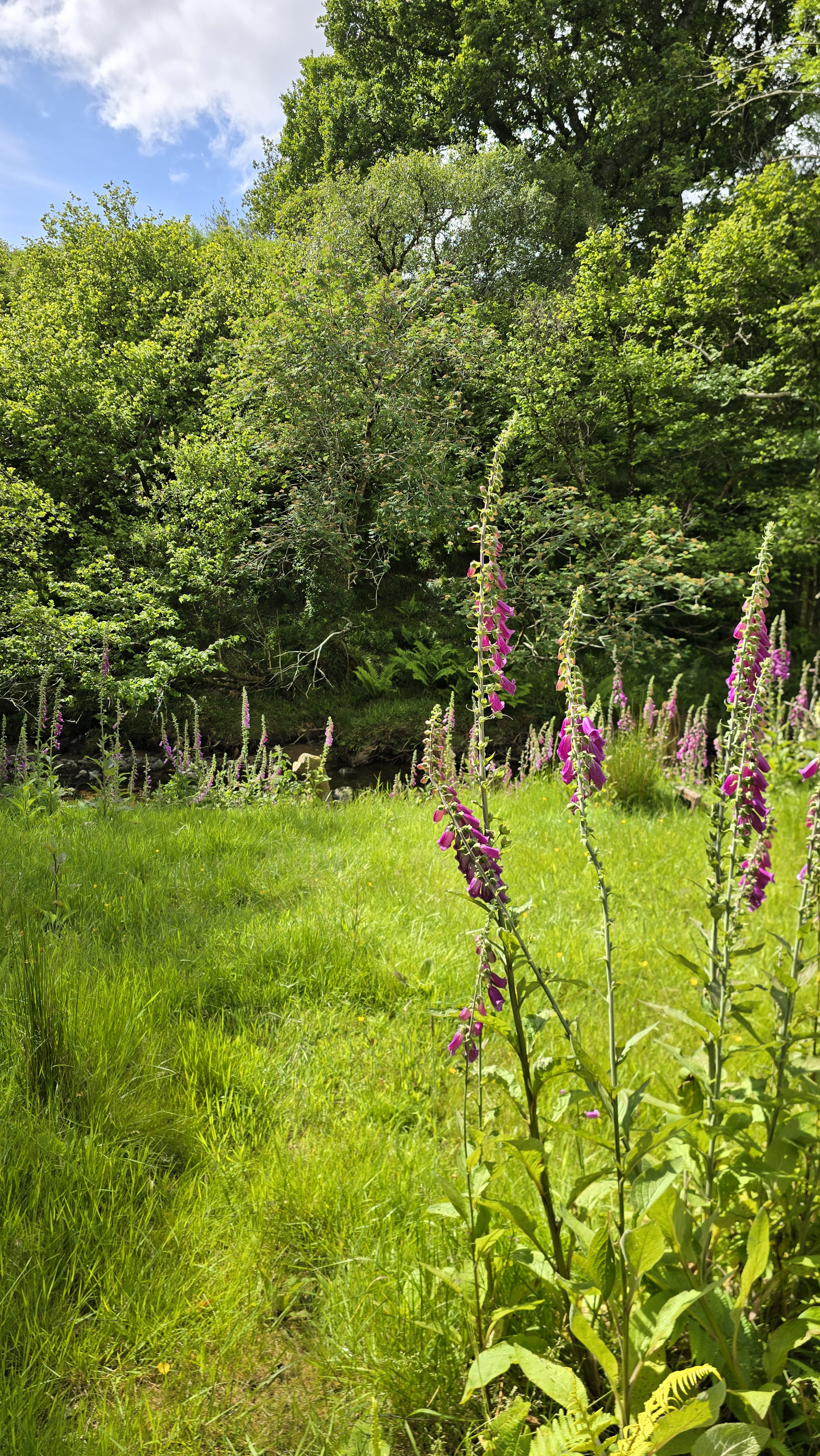 Grassy path lined with foxglove flowers and a trodden grassy path leading to the Sannox Burn