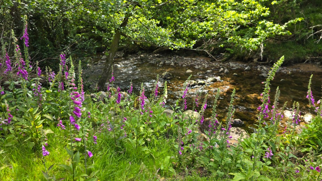 Purple foxglove flowers and the Sannox Burn with glimmering clear water running downstream