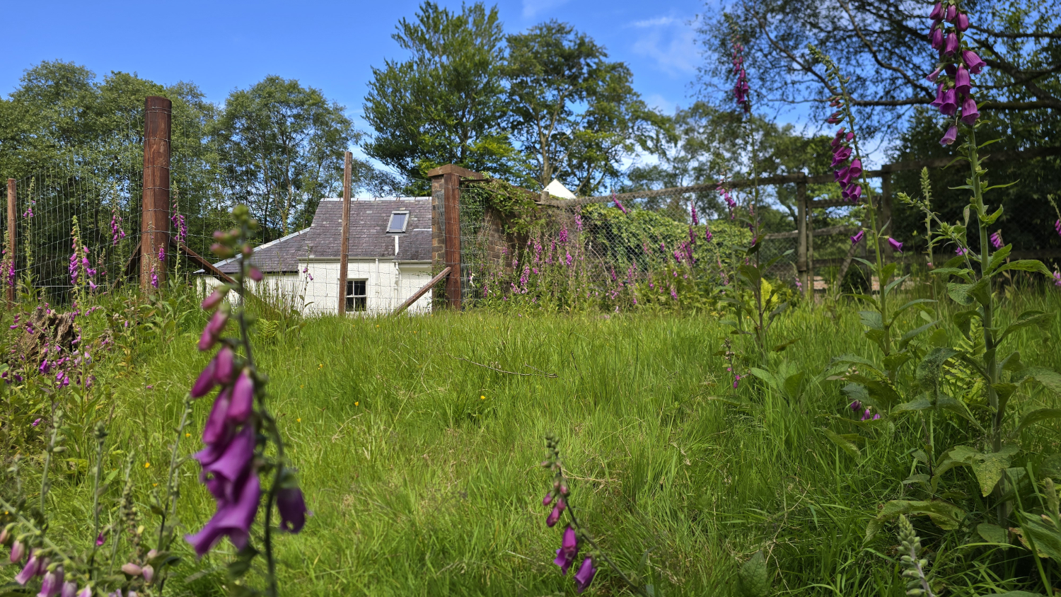 Purple foxglove flowers, long grass a fence with a white cottage on the other side