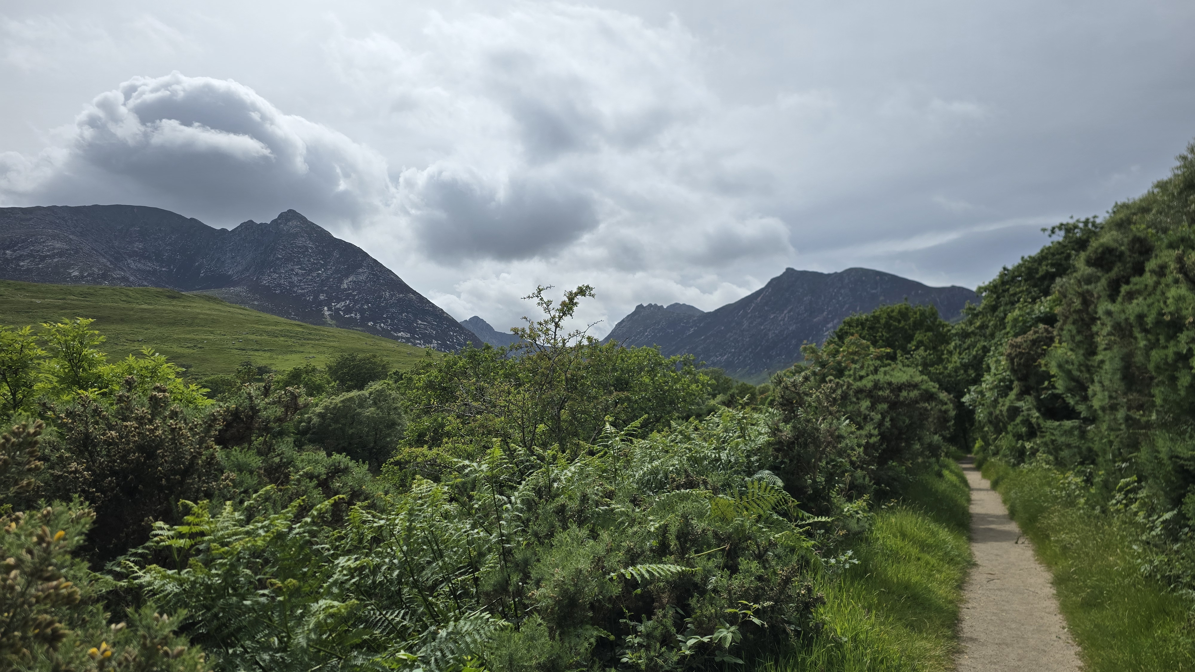 Footpath with fern, bushes and trees on either side, tall mountains in the distance