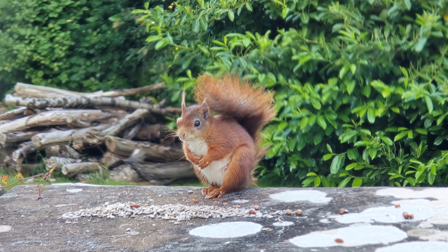 Red squirrel sitting on a wall beside nuts and bird food