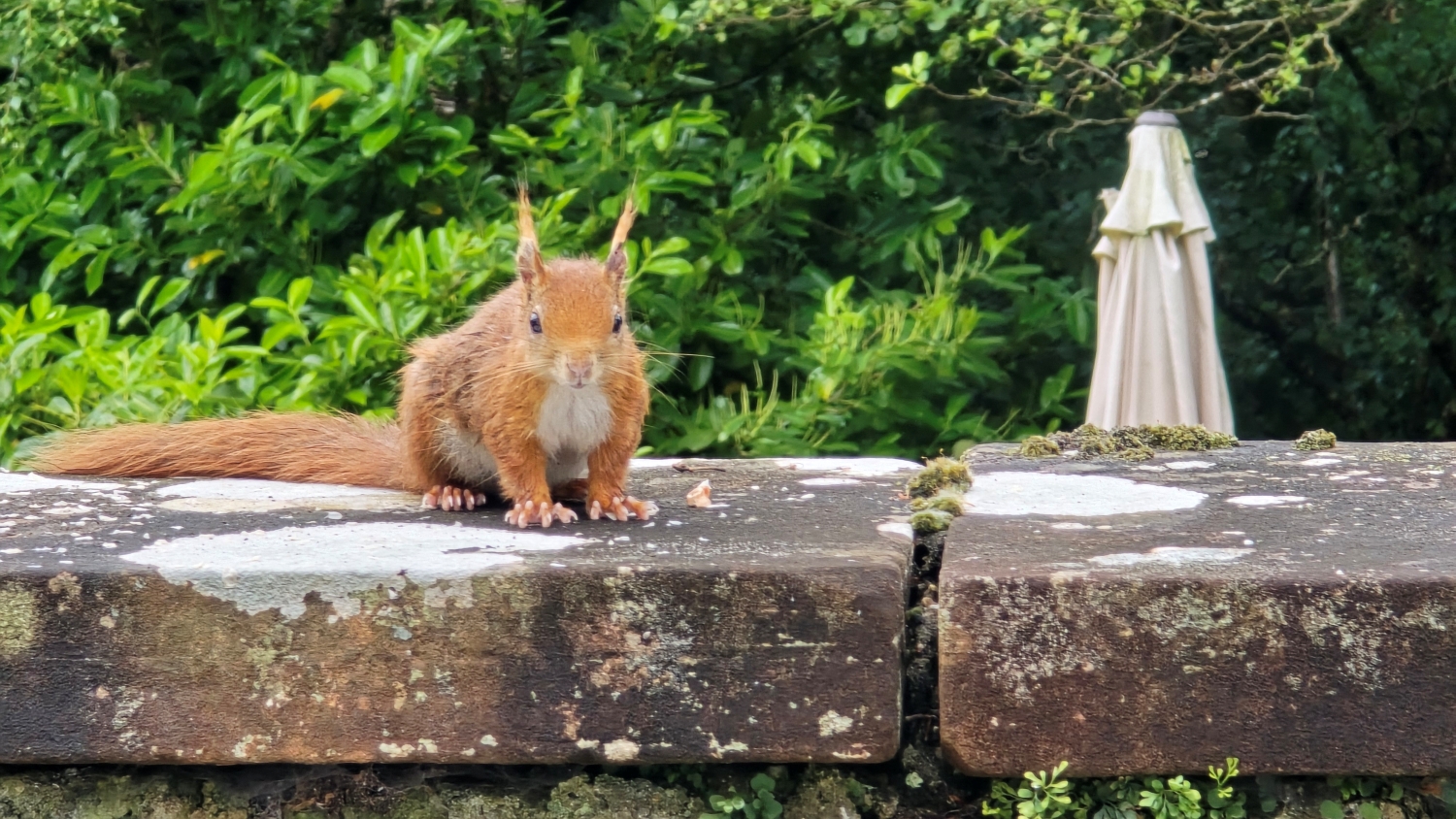 Red squirrel sitting on a wall beside nuts and bird food