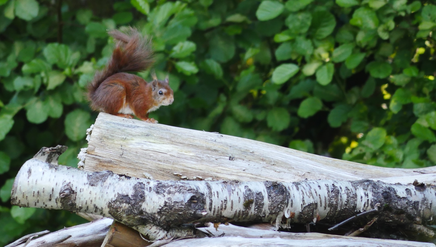 Red squirrel sitting on a pile of chopped up tree logs