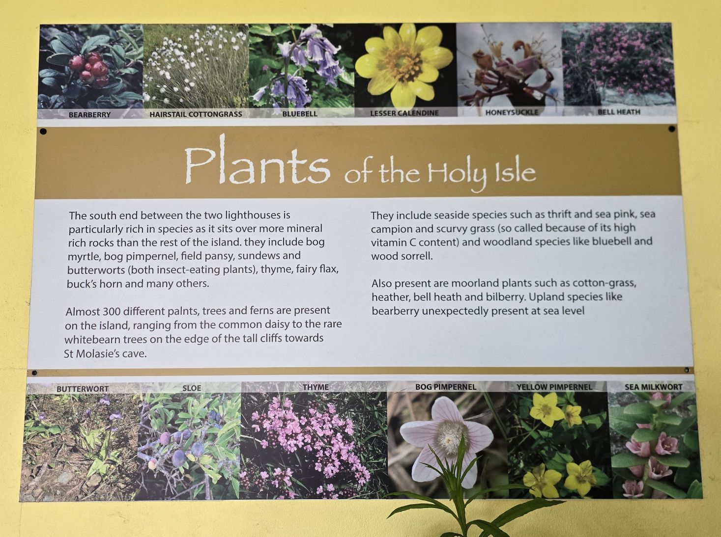 Information sign about the plants on Holy Isle