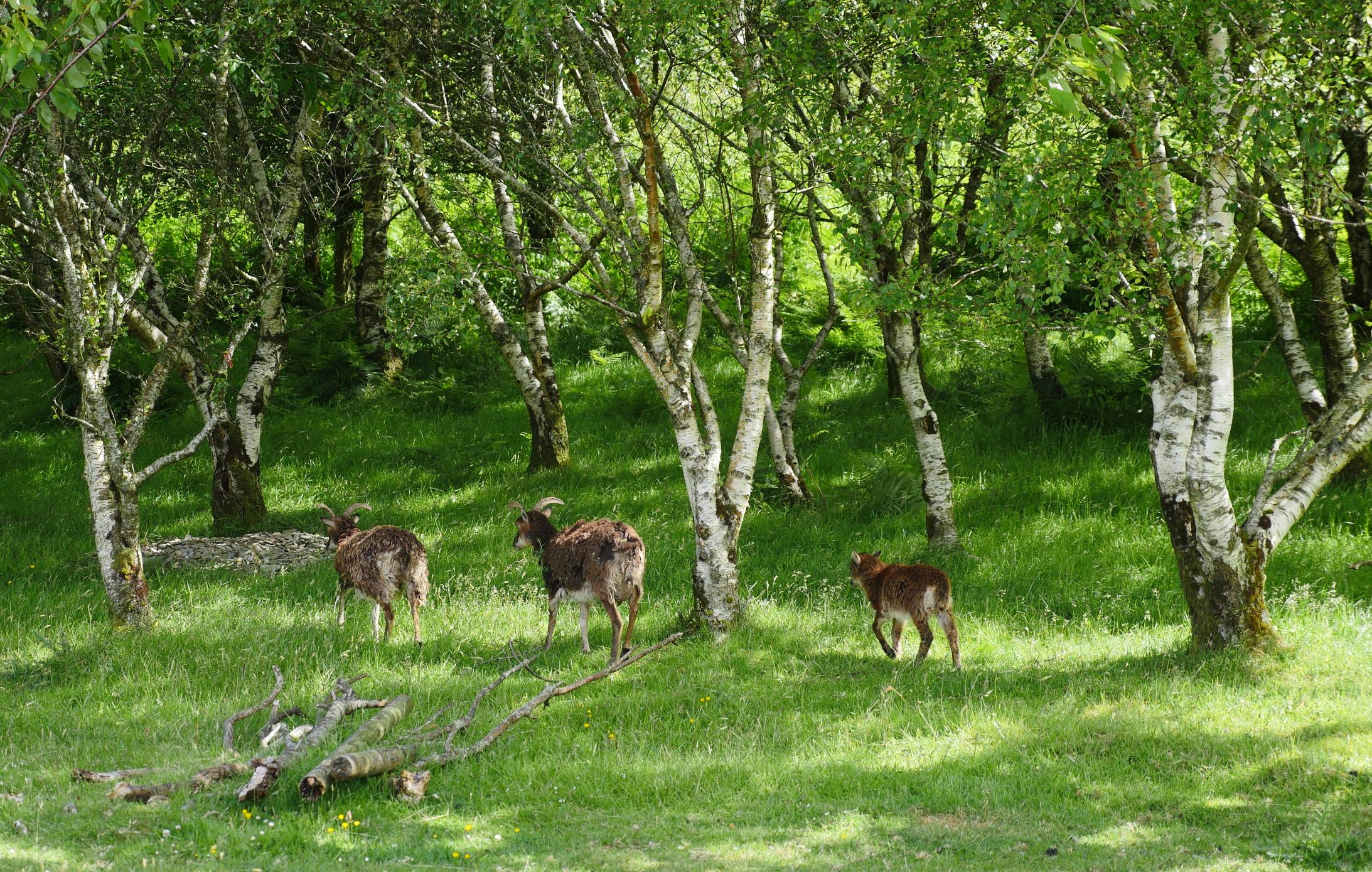 Three brown Soay Sheep walking under the trees