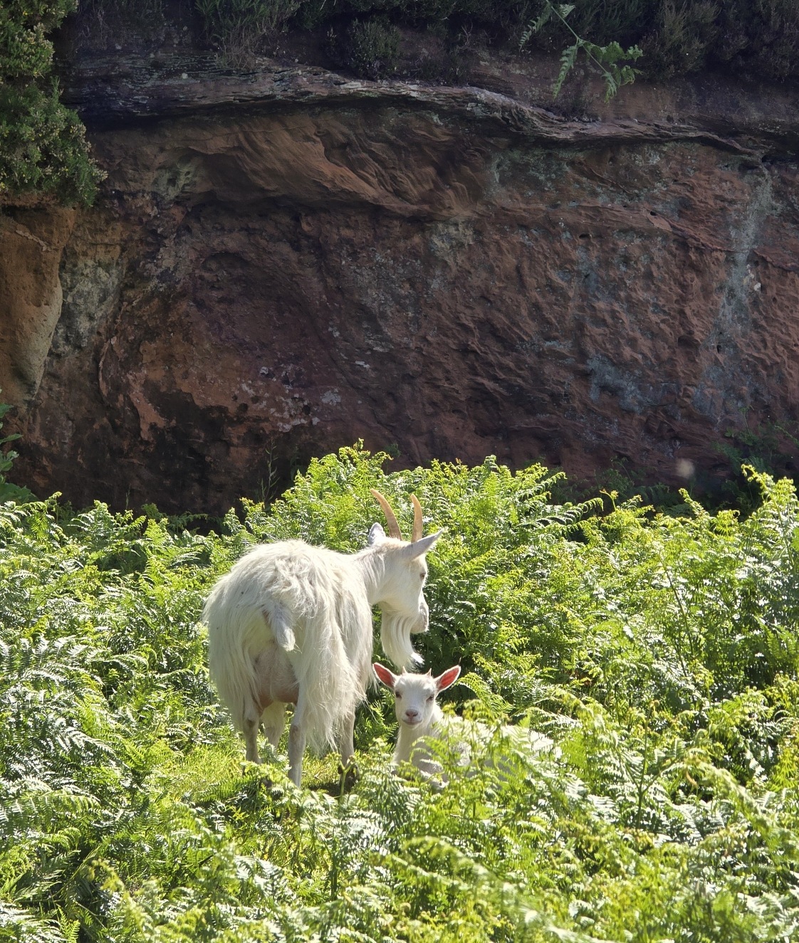 Saanen goats standing in long green Bracken, red sandstone cliff in the background