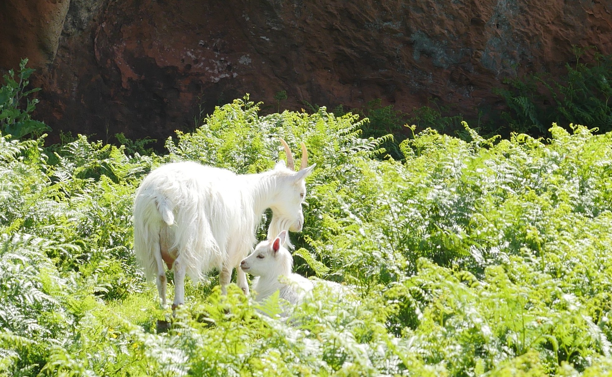 Saanen goats standing in long green Bracken, red sandstone cliff in the background