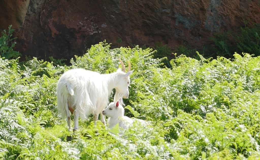 Saanen goats standing in long green Bracken, red sandstone cliff in the background