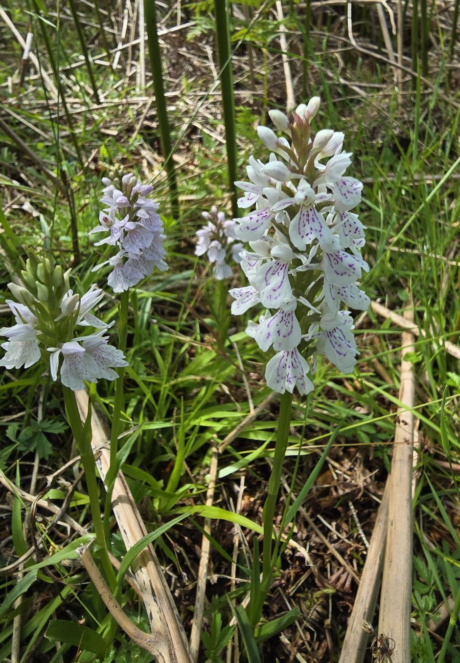 Heath spotted orchid flower - tall single stems, lots of white flowers with lilac through them