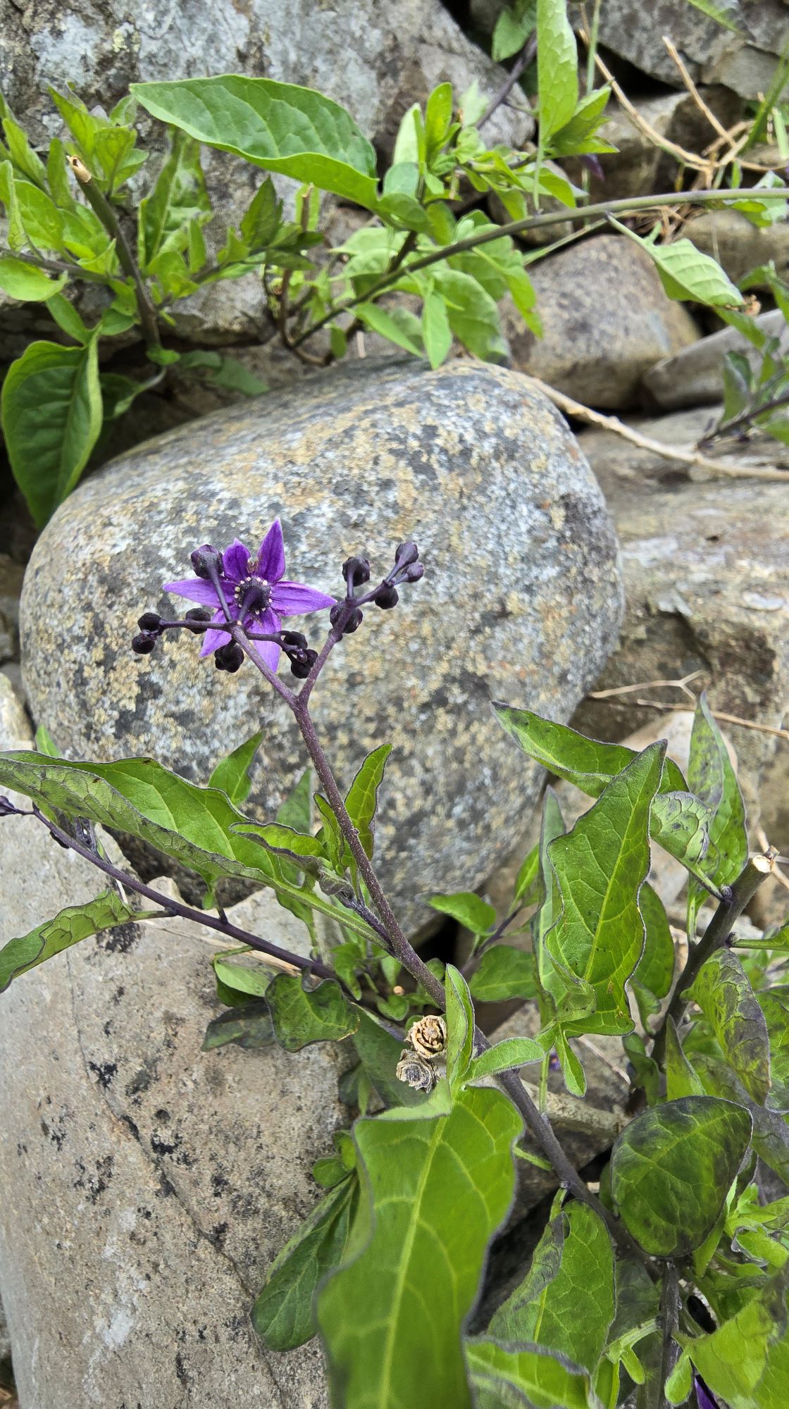 Bittersweet flower - Bright purple flowers with yellow anthers