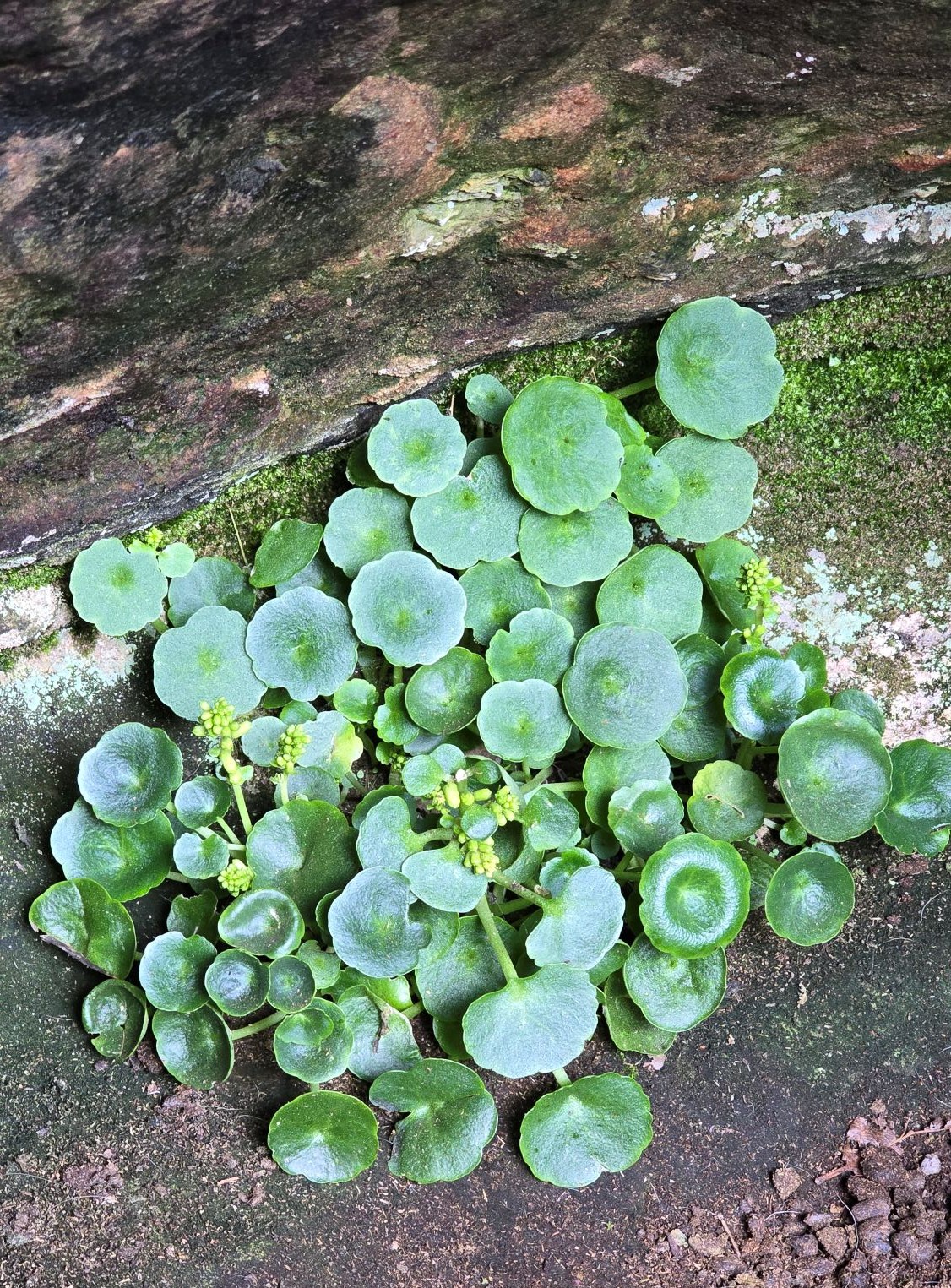 Navelwort plant growing inside Saint Molaise's Cave