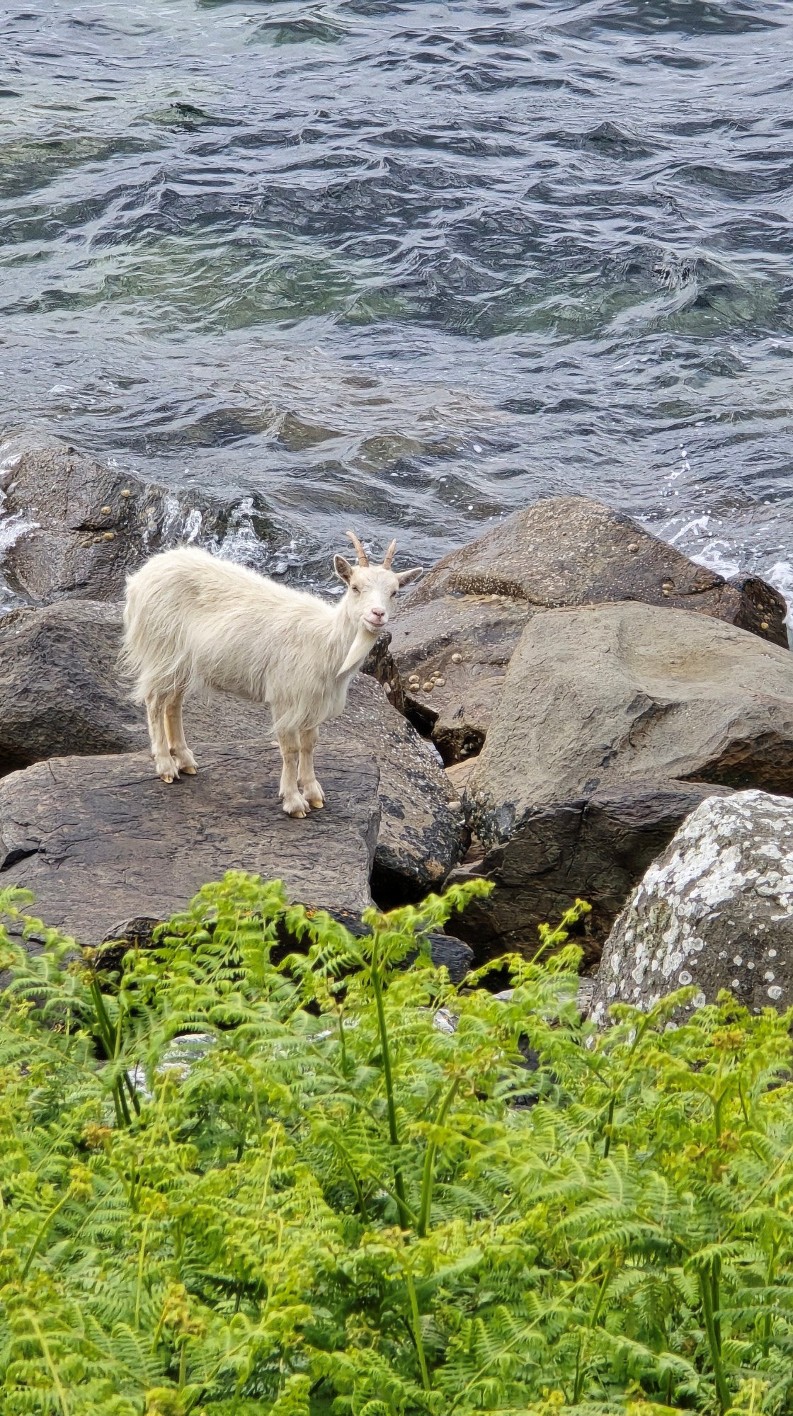 A white Saanen goat standing on boulder on a rocky beach