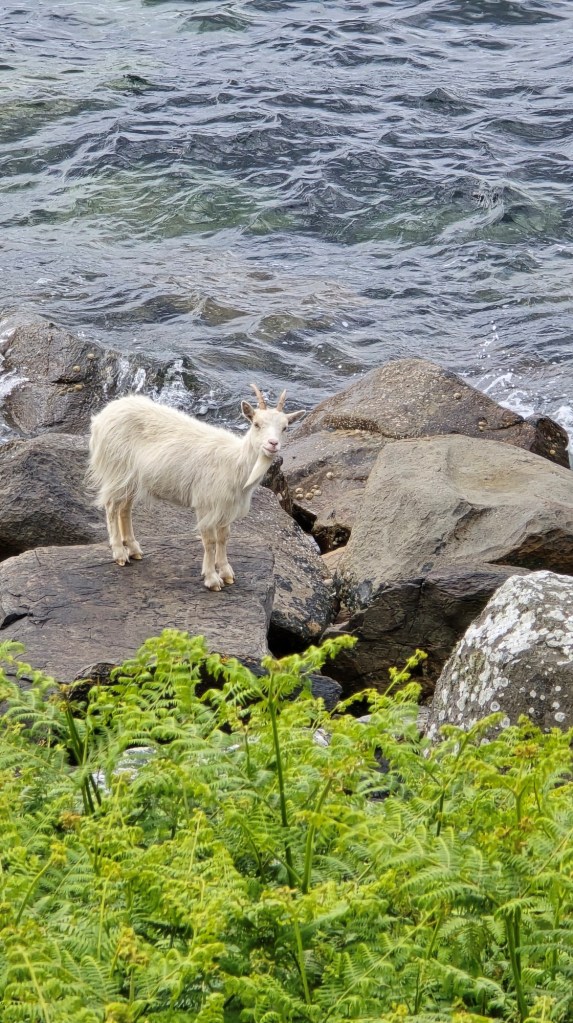 A white Saanen goat standing on boulder on a rocky beach