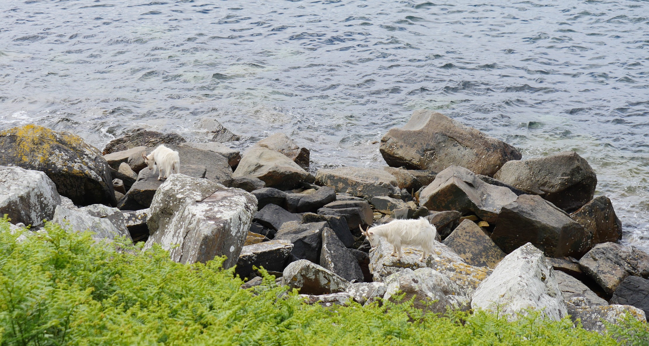 Two white Saanen goats climbing over large boulders on a rocky beach