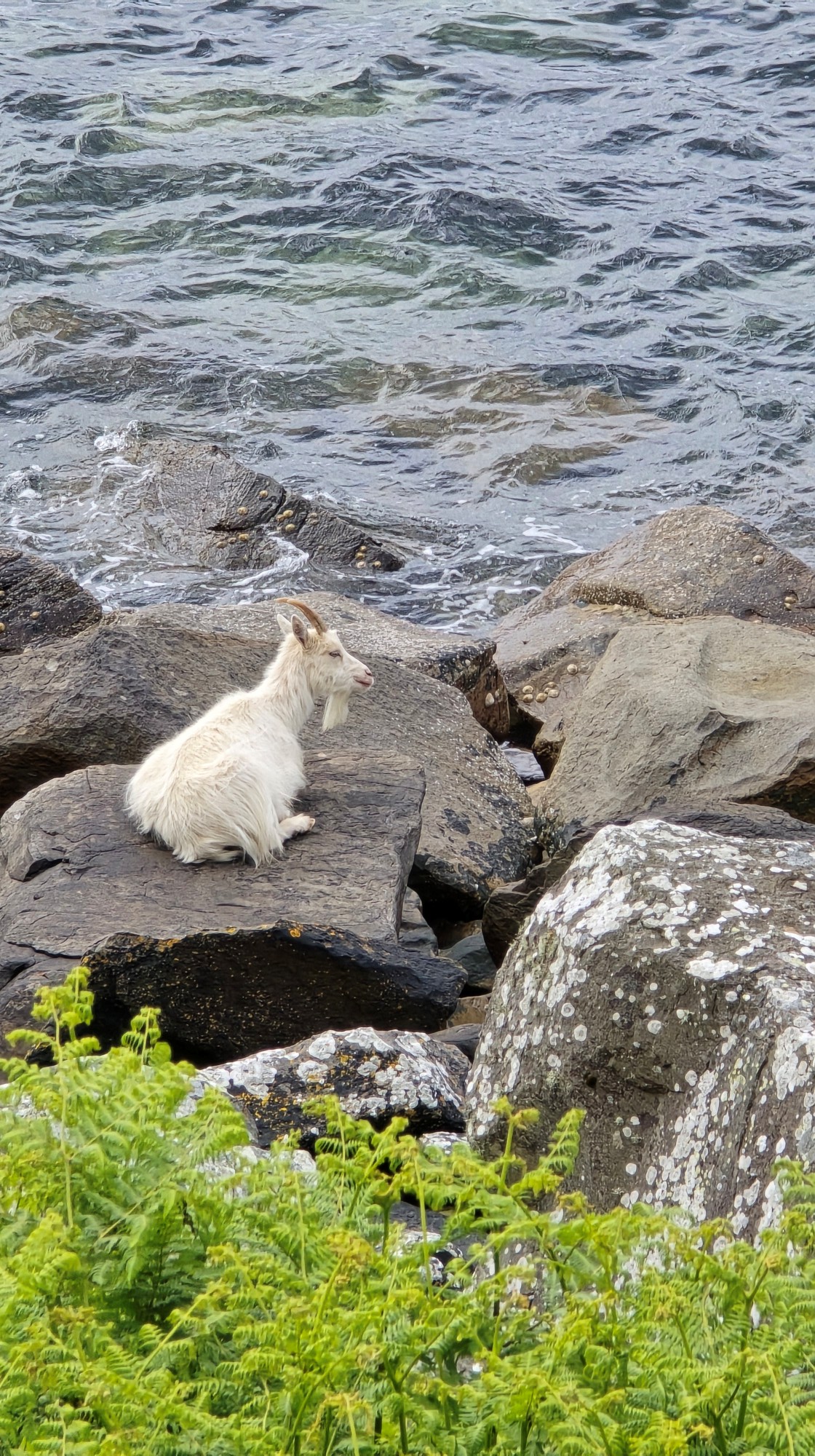 A white Saanen goat sitting on boulder on a rocky beach