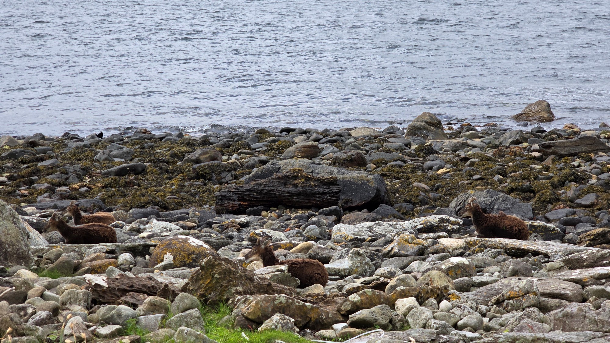 Brown Soay sheep sitting on a rocky beach, slightly camouflaged