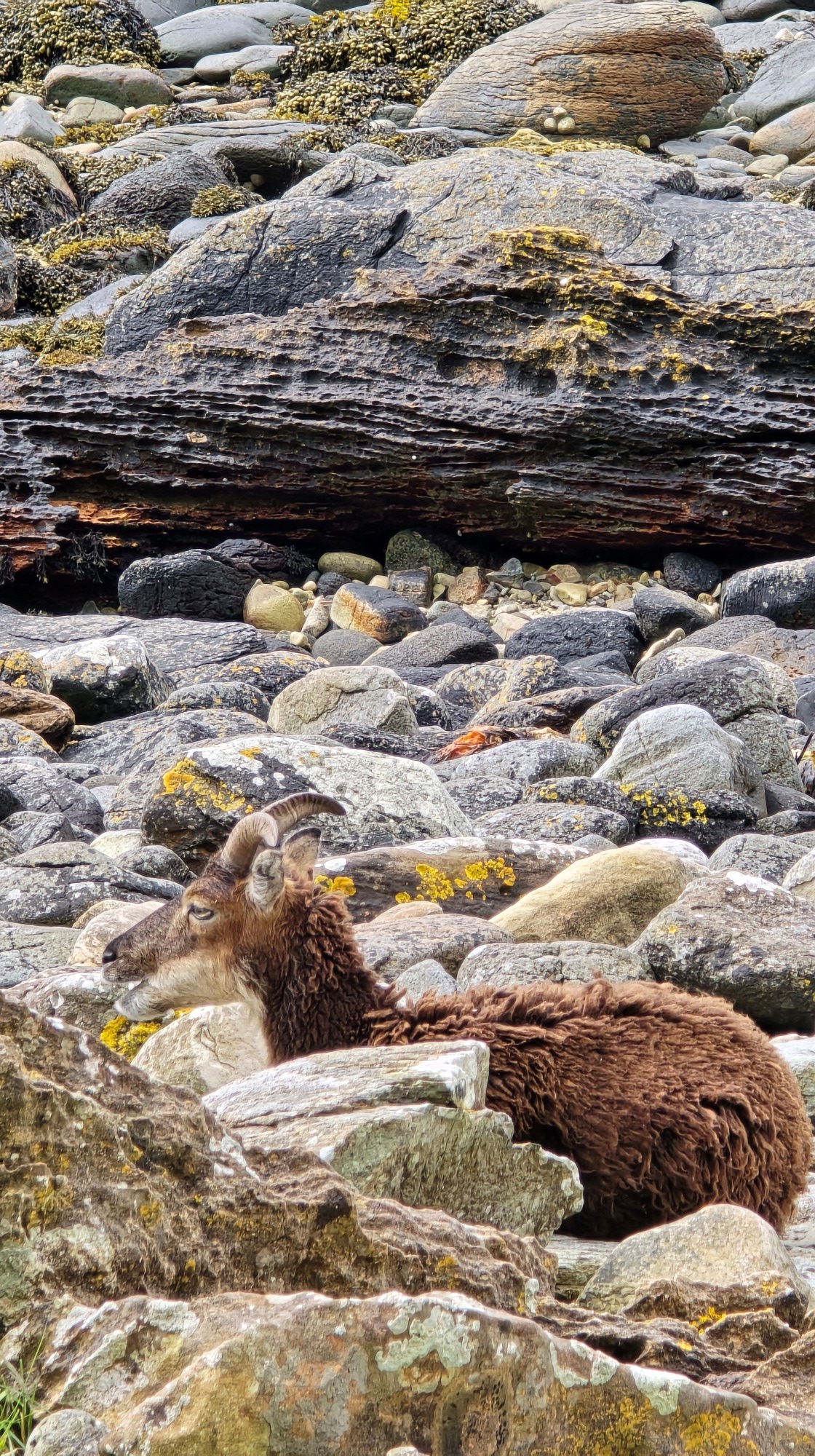 Close up of Brown Soay sheep sitting on a rocky beach