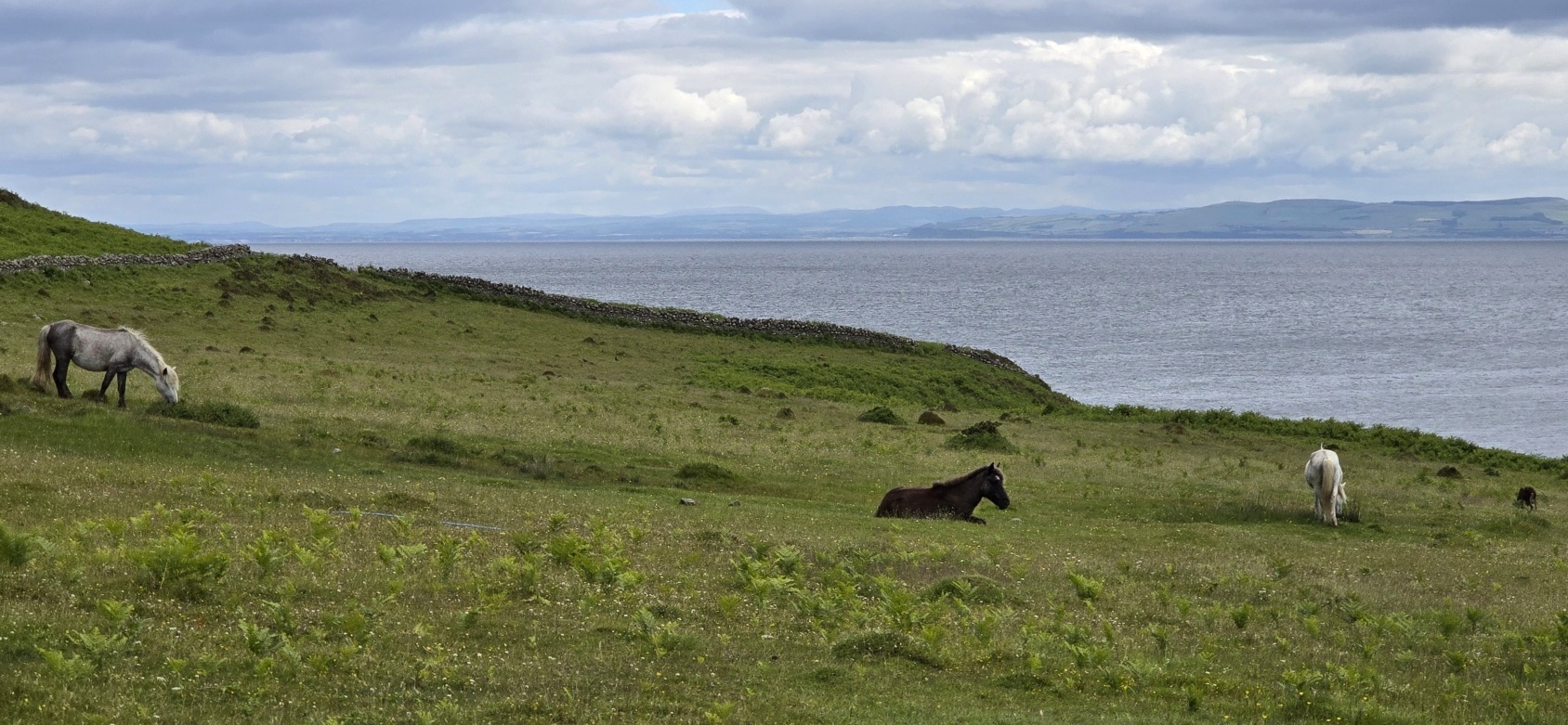 Eriskay ponies grazing in a field