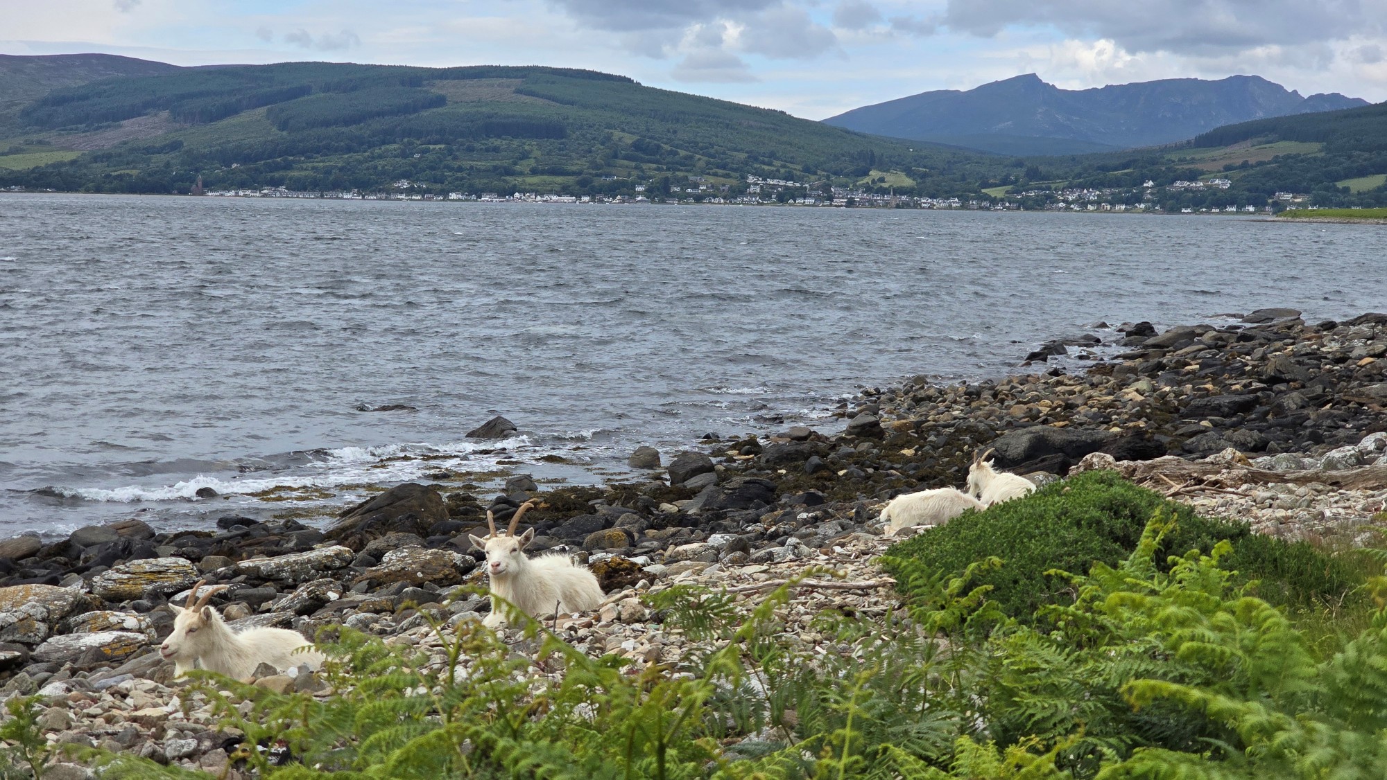 White Saanen goats sitting on a rocky beach