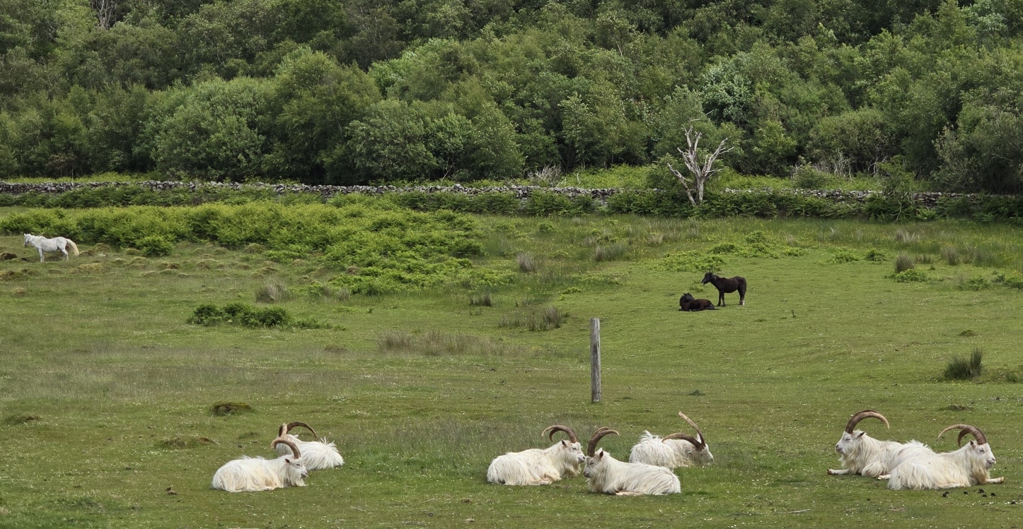 Eriskay ponies and Saanen goats resting in a field