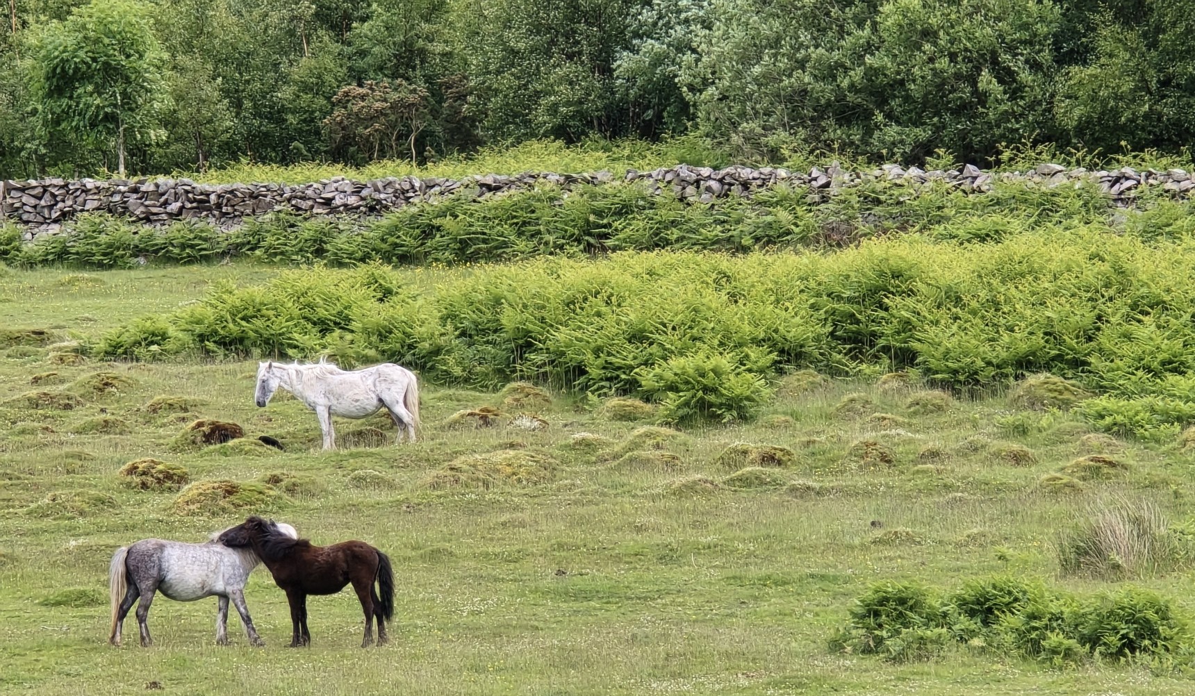 Eriskay ponies in a field