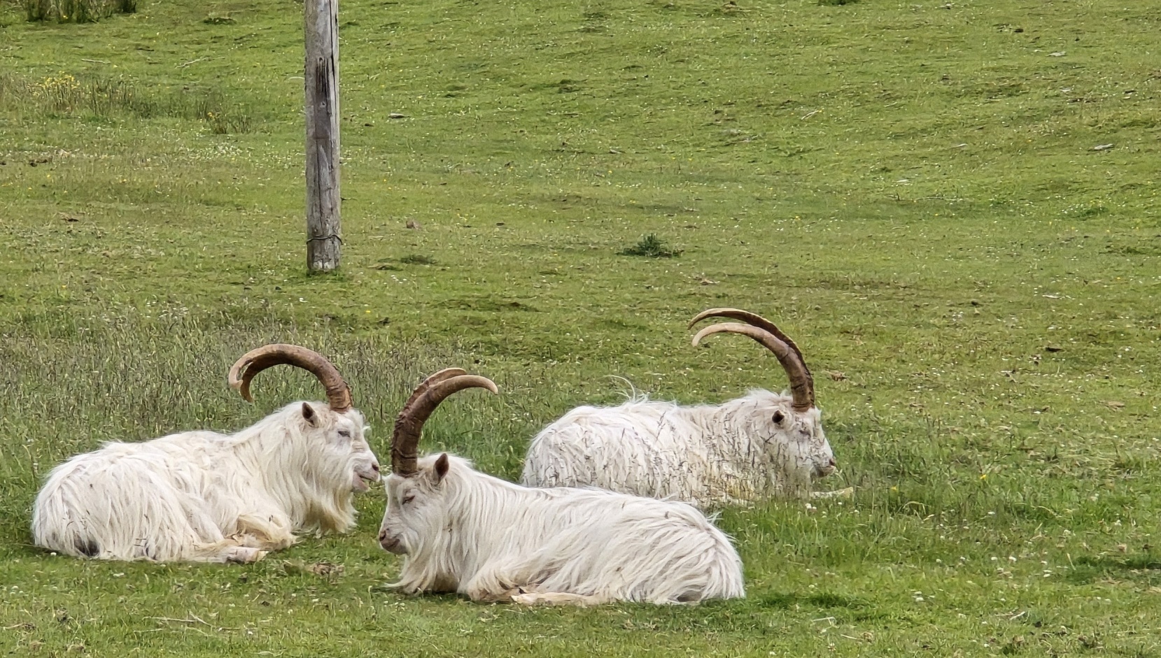 Saanen Goats with huge horns sitting in a field