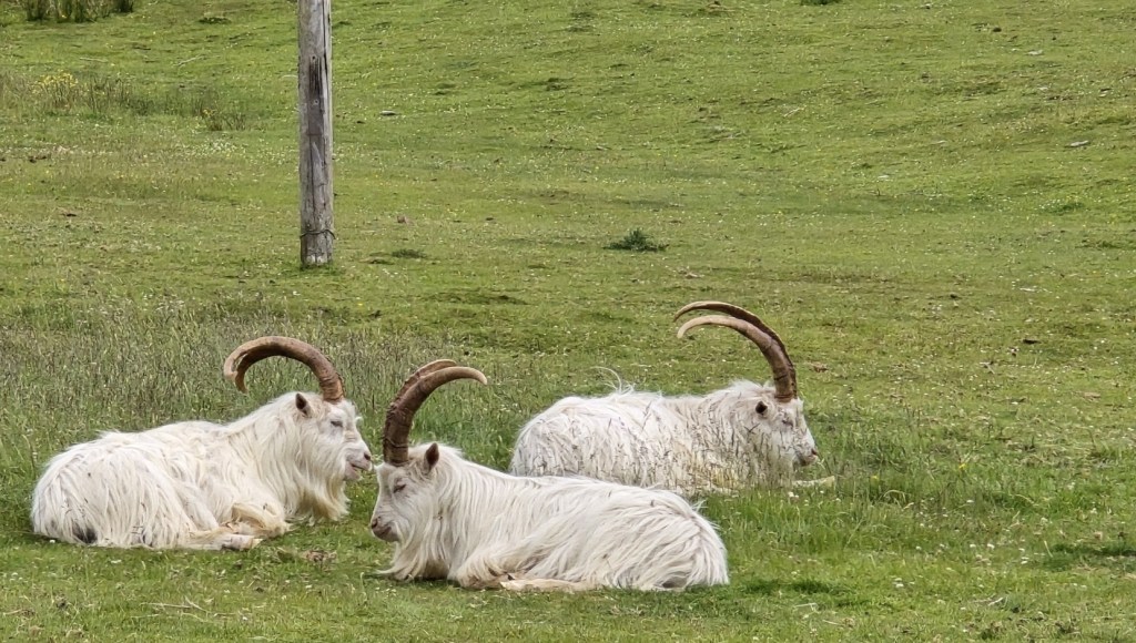 Saanen Goats with huge horns sitting in a field