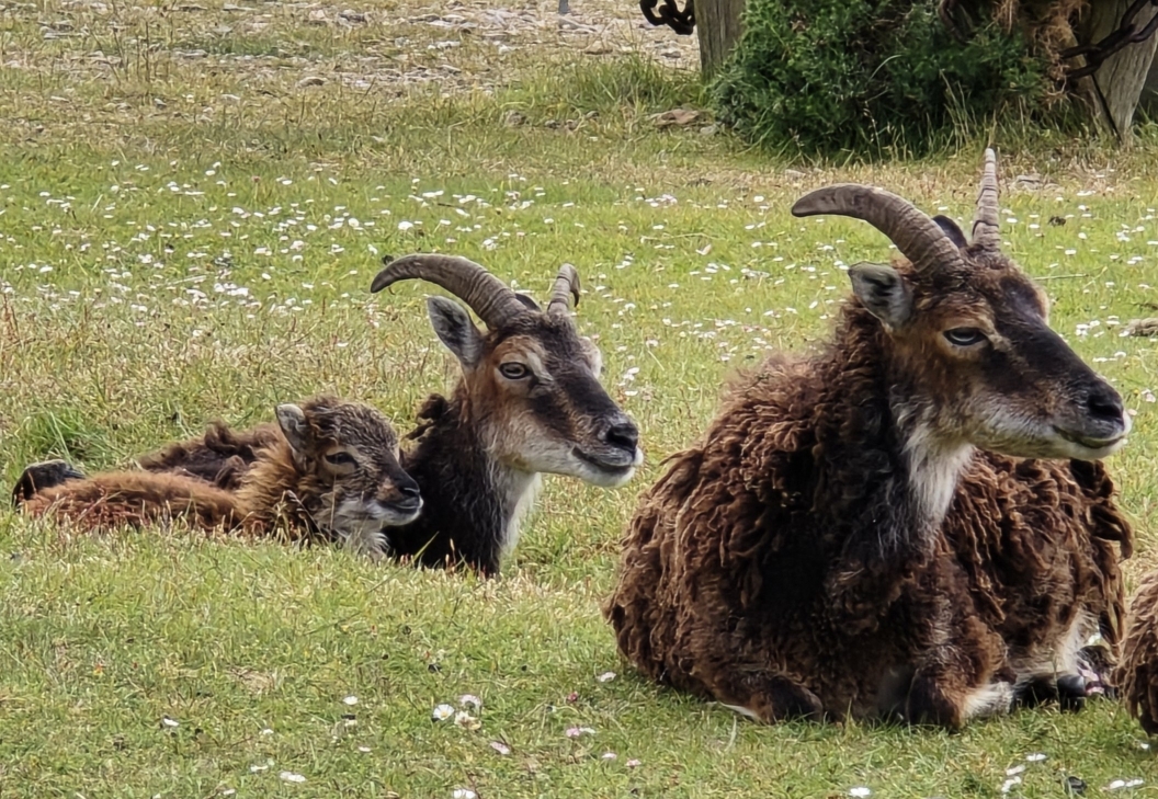 Soay Sheep resting on the grass