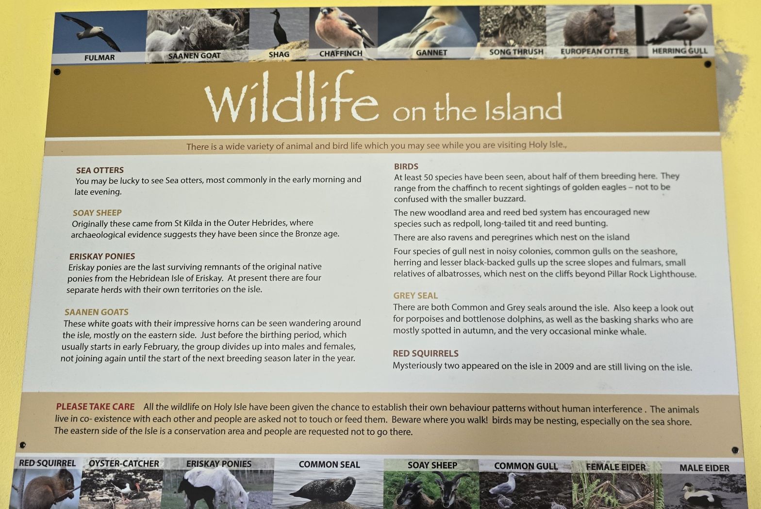Information sign about the wildlife on Holy Isle