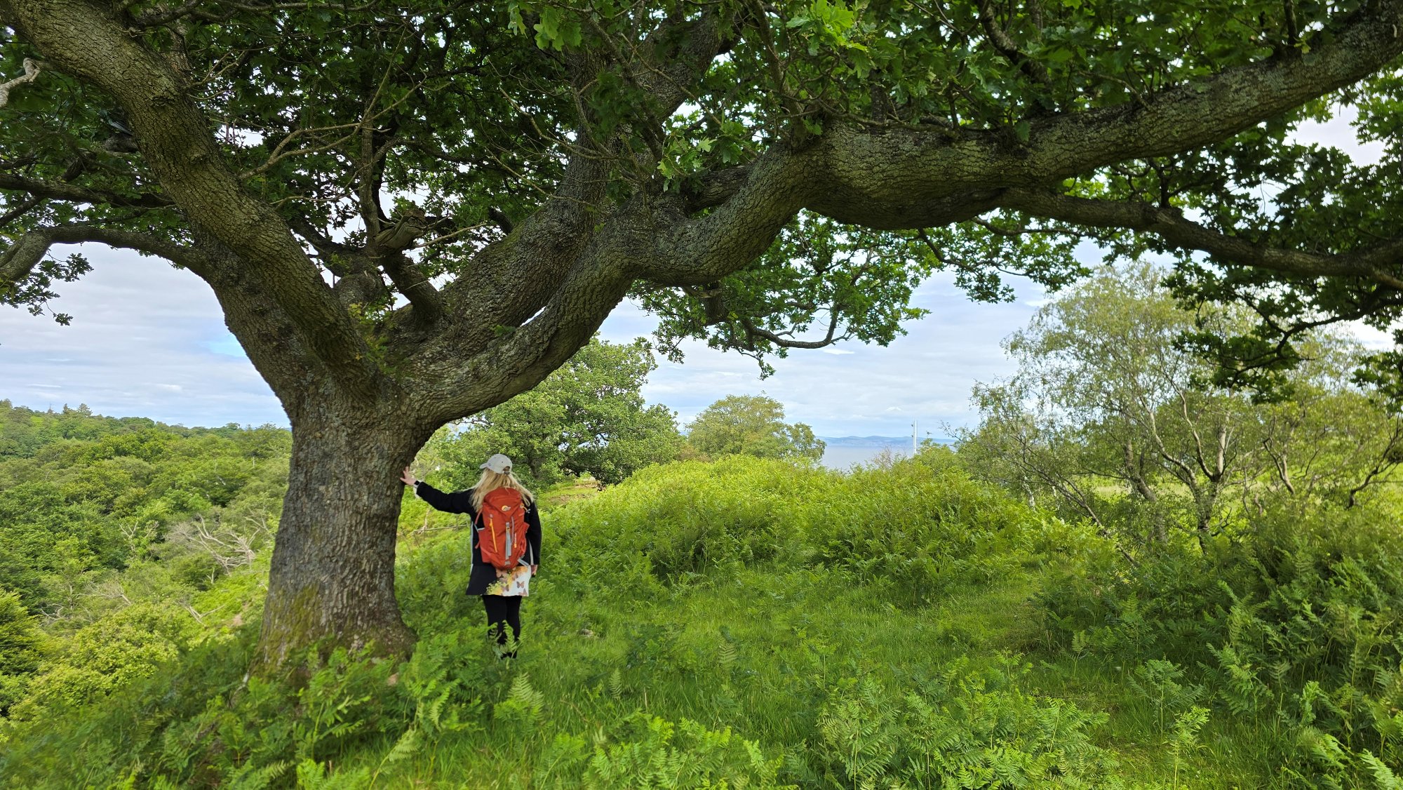 Girl standing beside an old oak tree with her arm stretched out touching the trunk