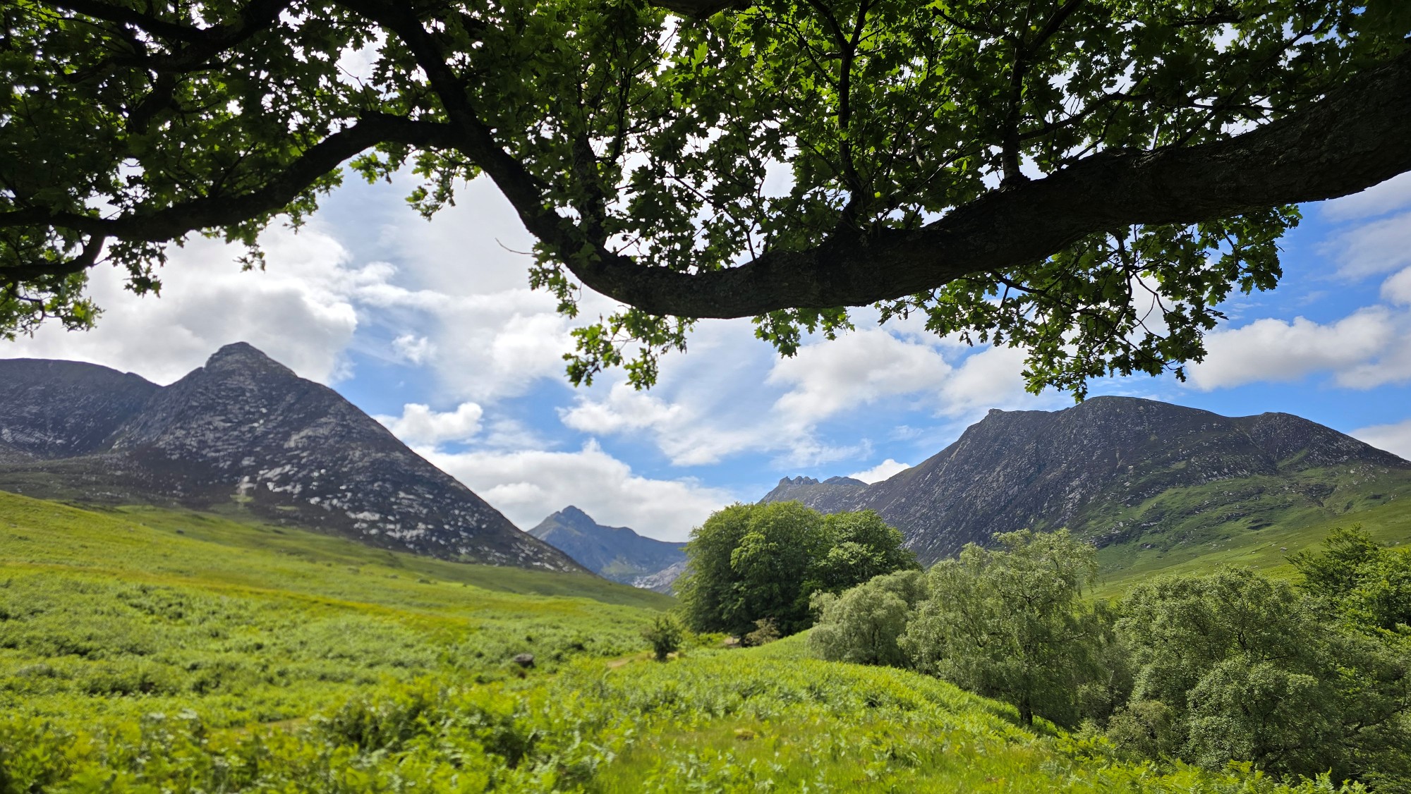 Old oak tree with a view of the Glen Sannox mountains