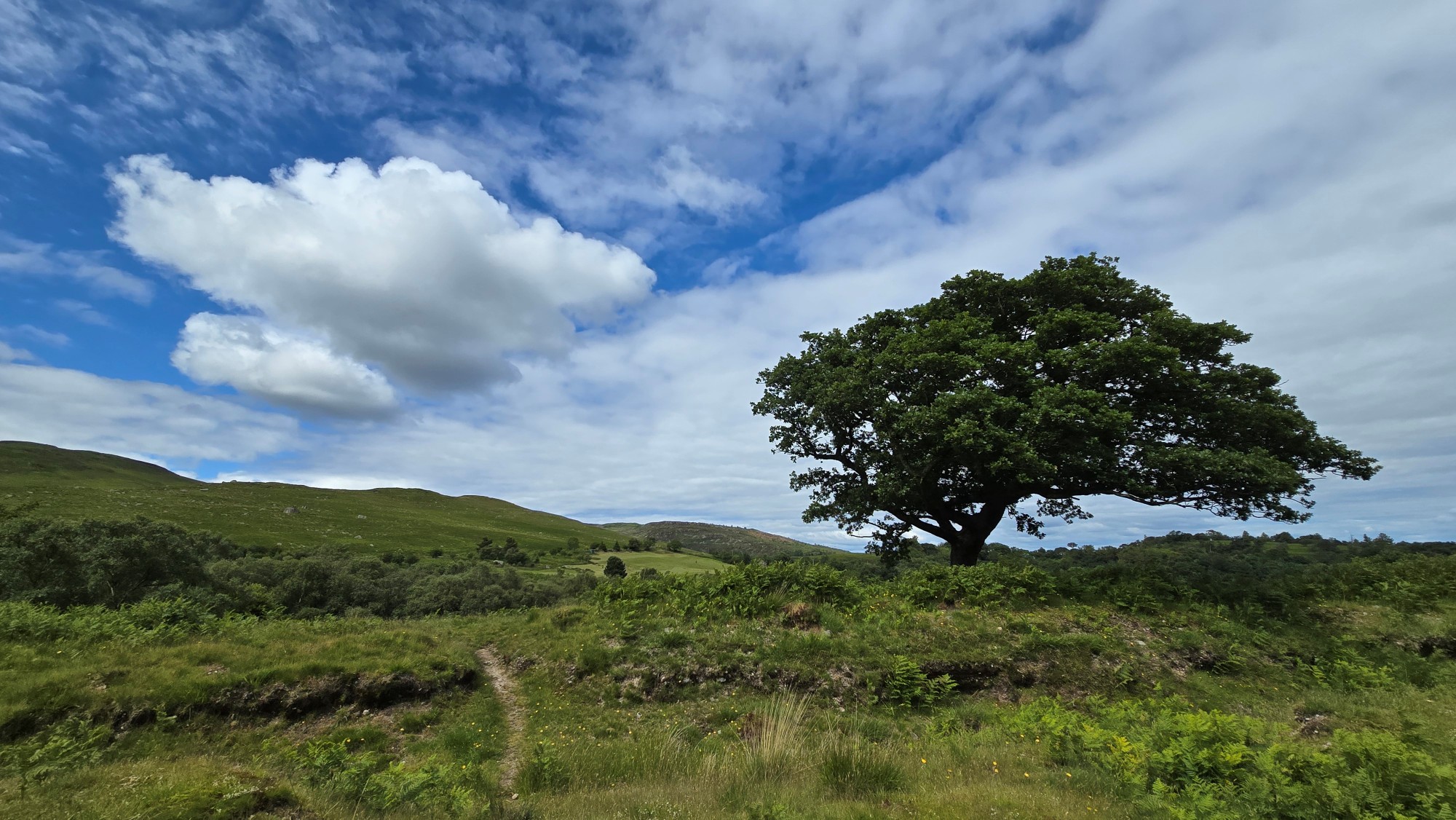 An old oak tree on the right with clouds on the left imitating the shape of the tree's branches and leaves