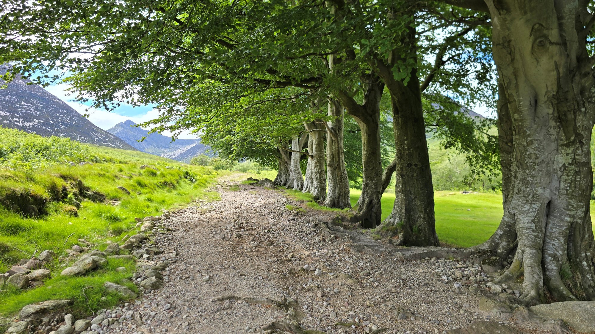 An avenue of beech trees alongside a footpath leading into the mountains