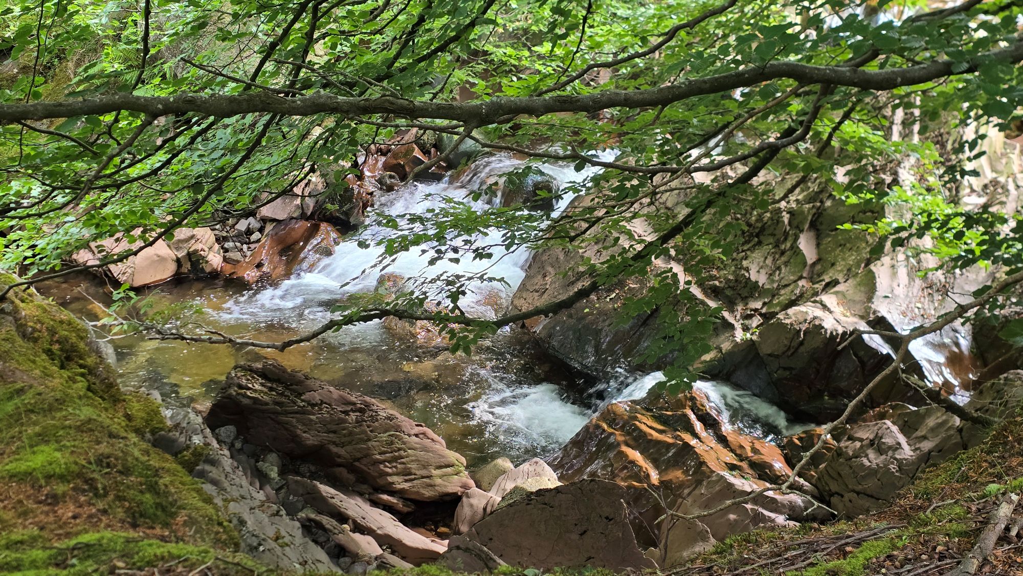 Crystal clear water running fast downstream over large red sandstone boulders. A tree branch hangs over the rocks.