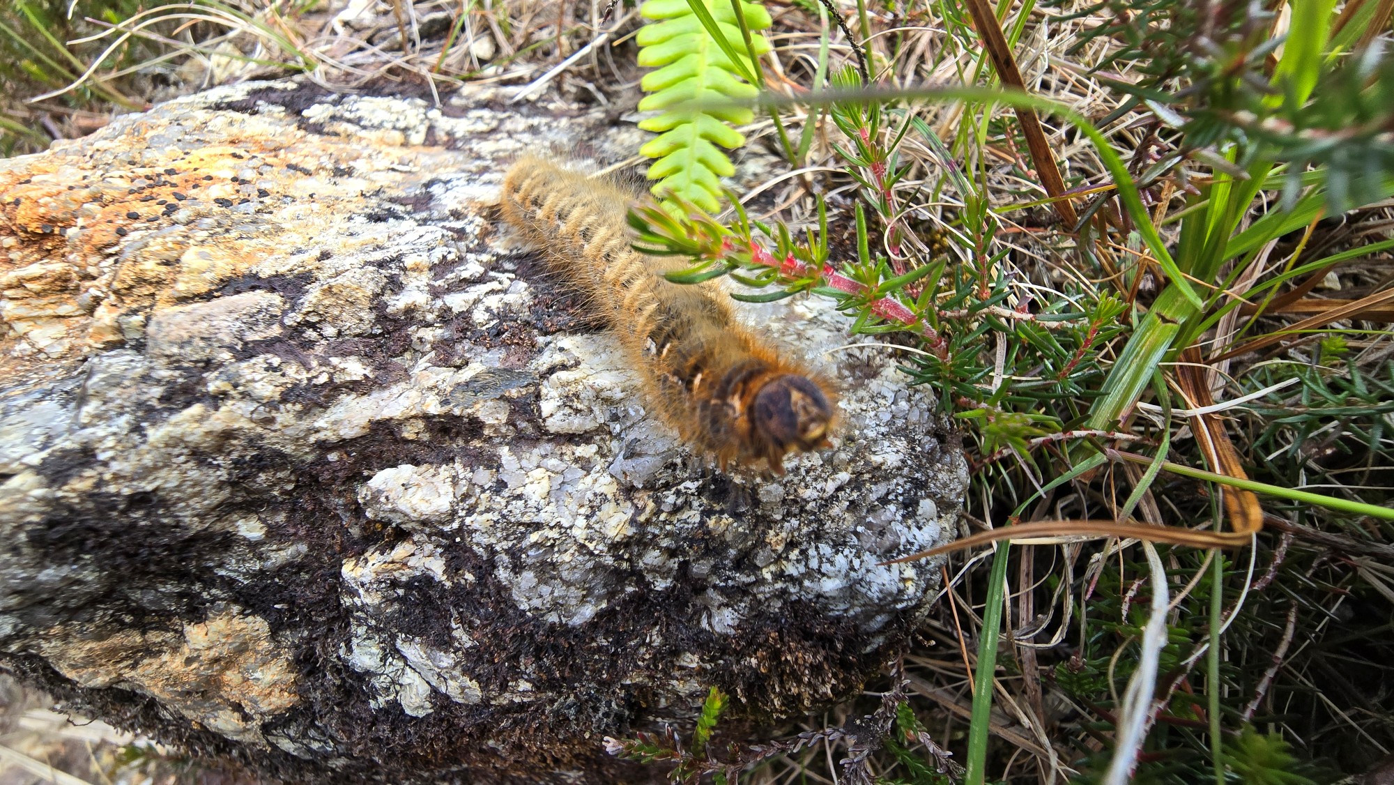 Ginger coloured caterpillar sitting on a rock, you can see its face.