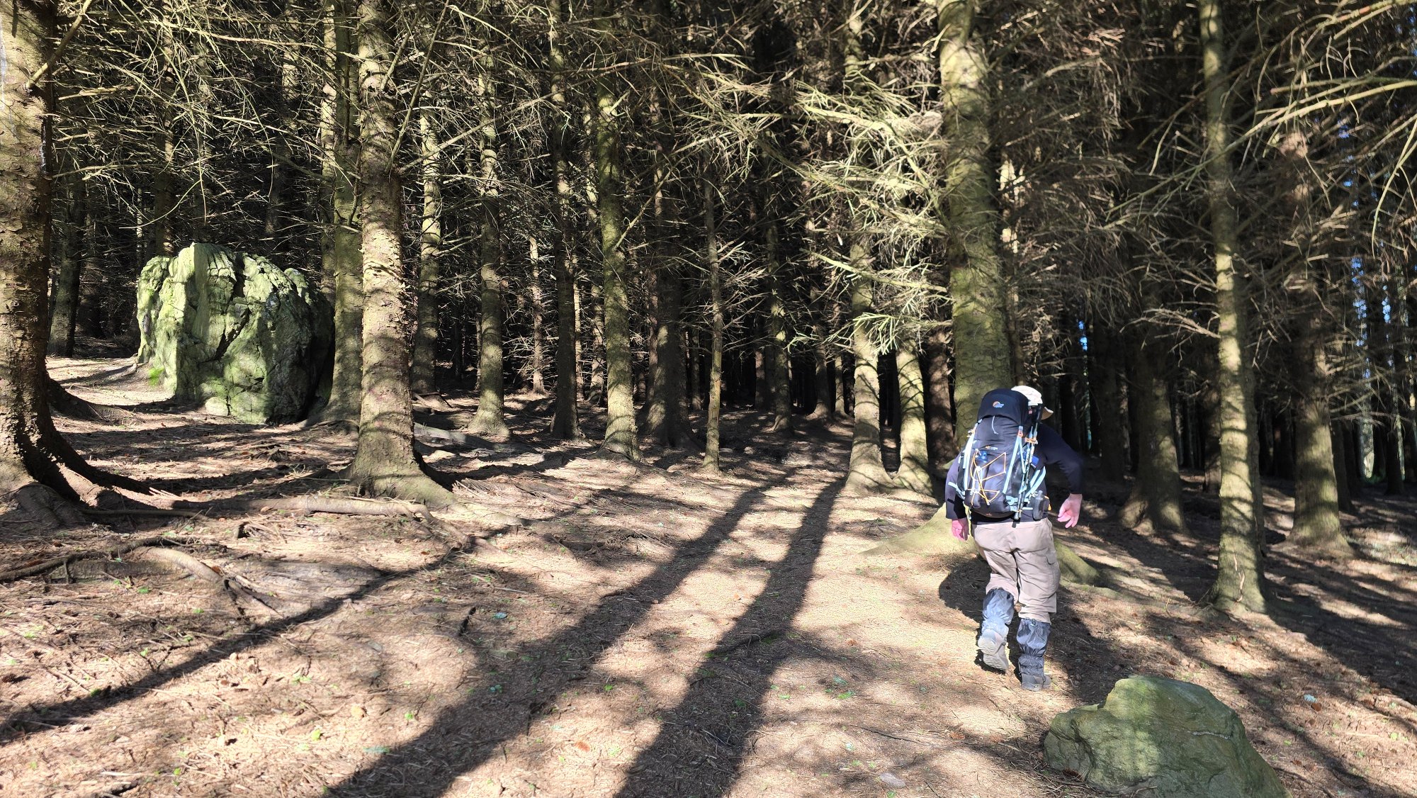 Dark woodlands with trees casting their shadows in the soft evening sunlight