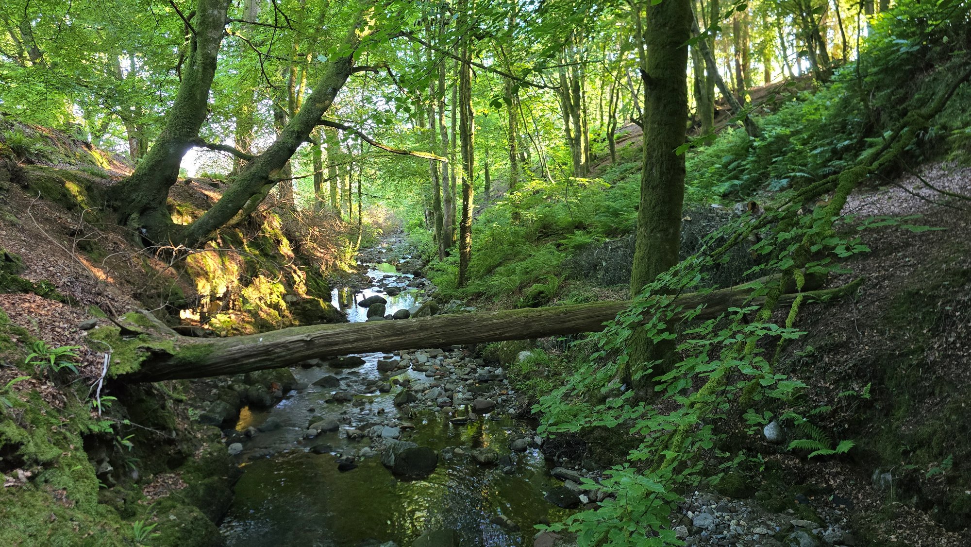 View from a bridge down a small burn and a tree log lying across the water