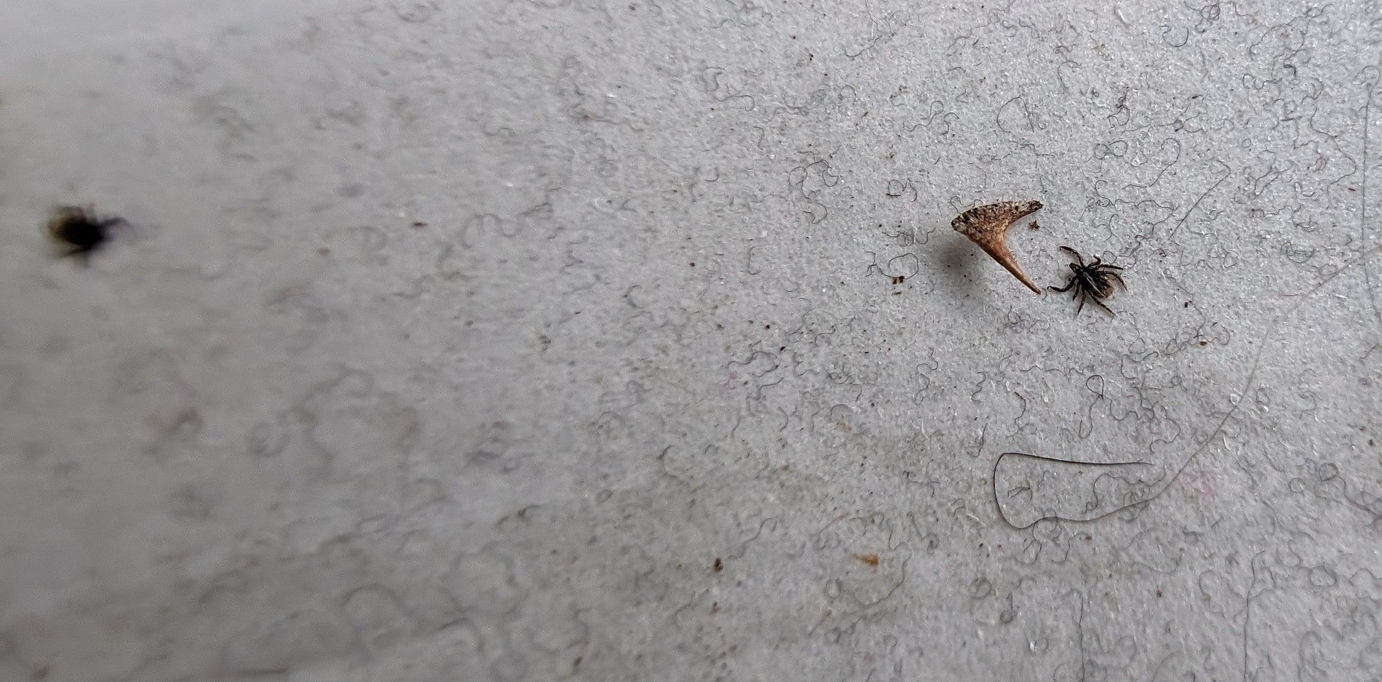 Ticks caught on a lint roller