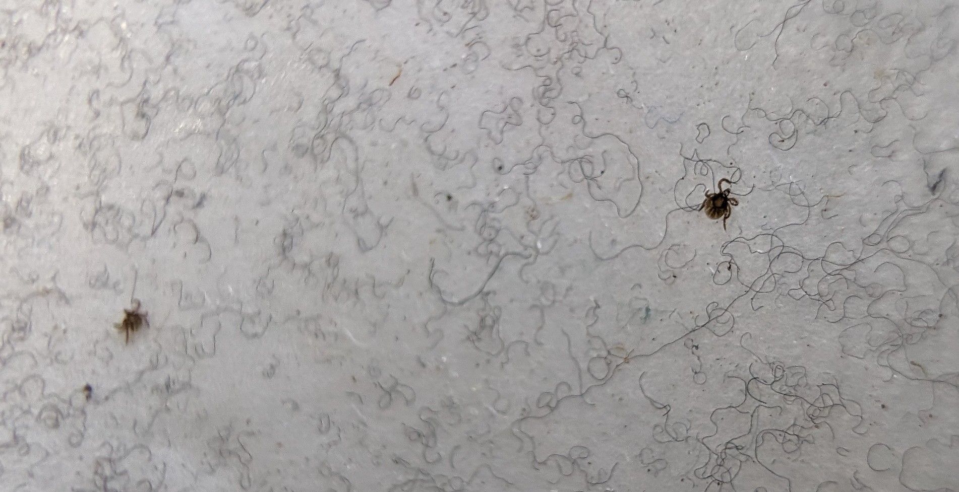 Ticks caught on a lint roller