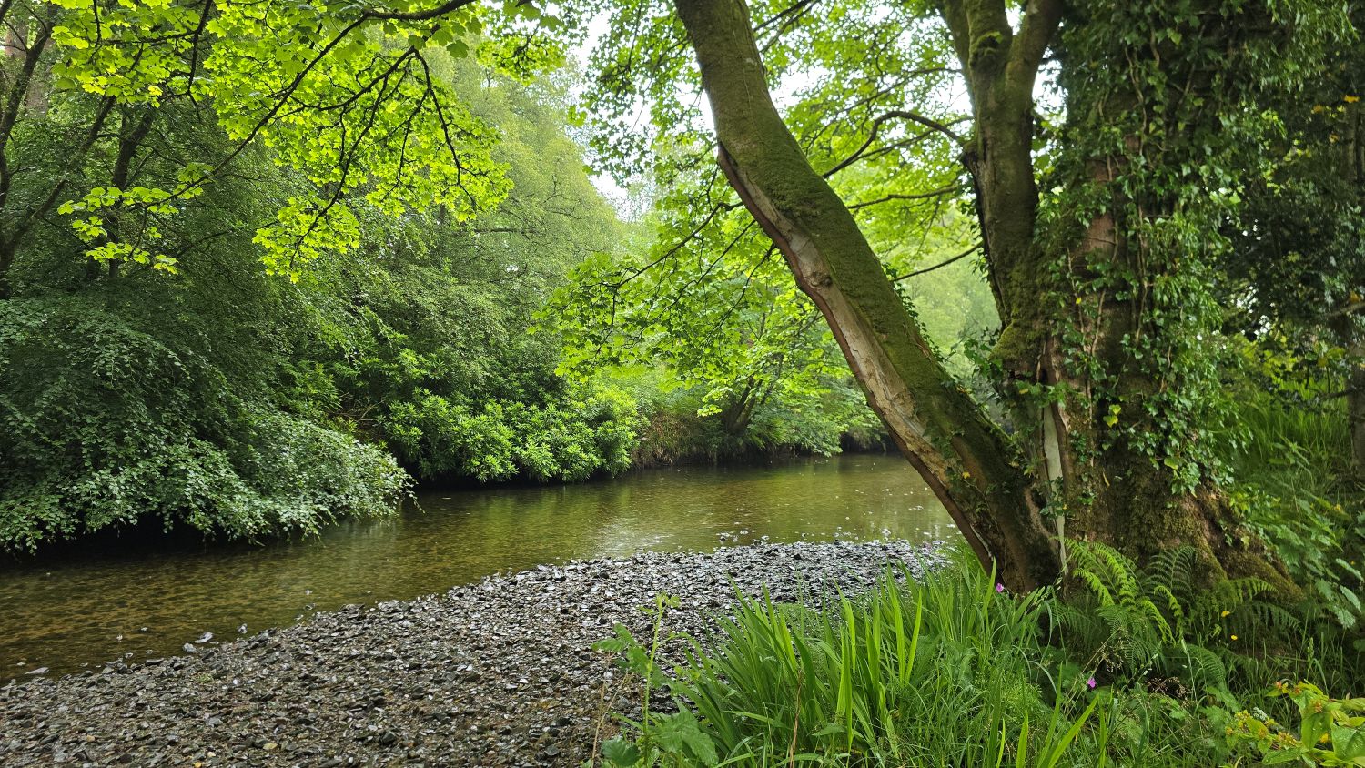 Rosa Burn, the banks are lined with trees and shrubs