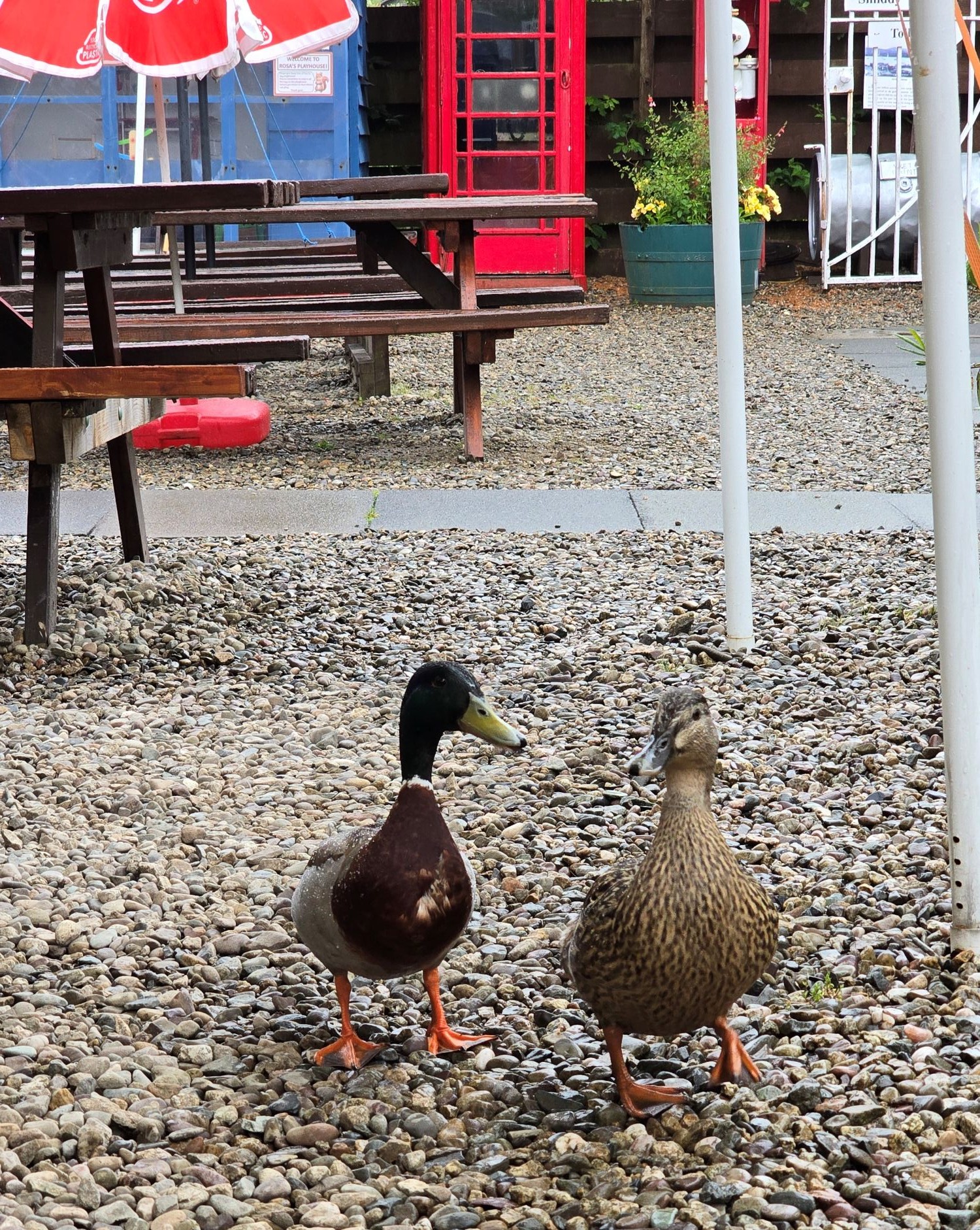 Male and female ducks walking around outside a cafe