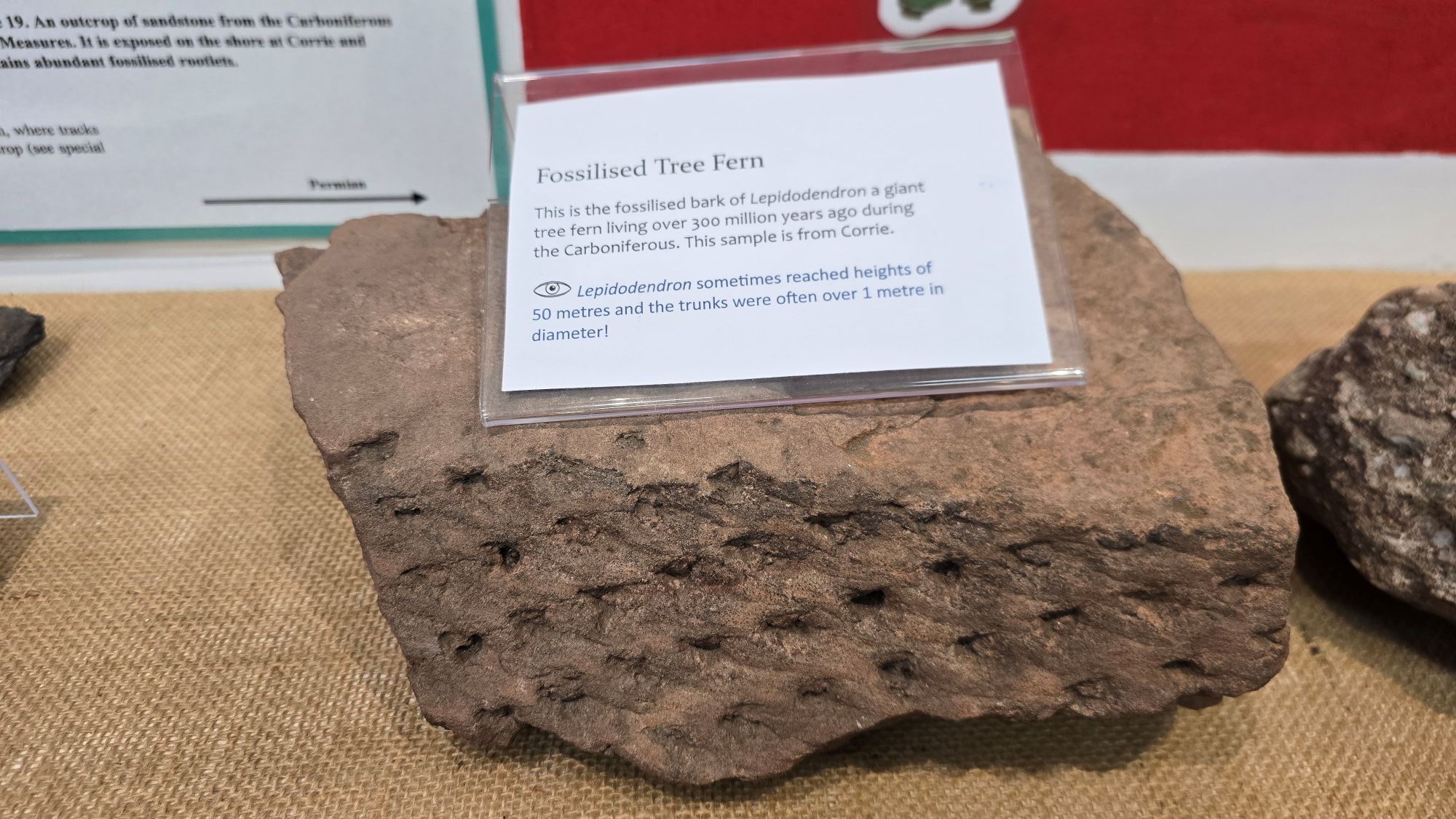 Fossilised bark of tree fern