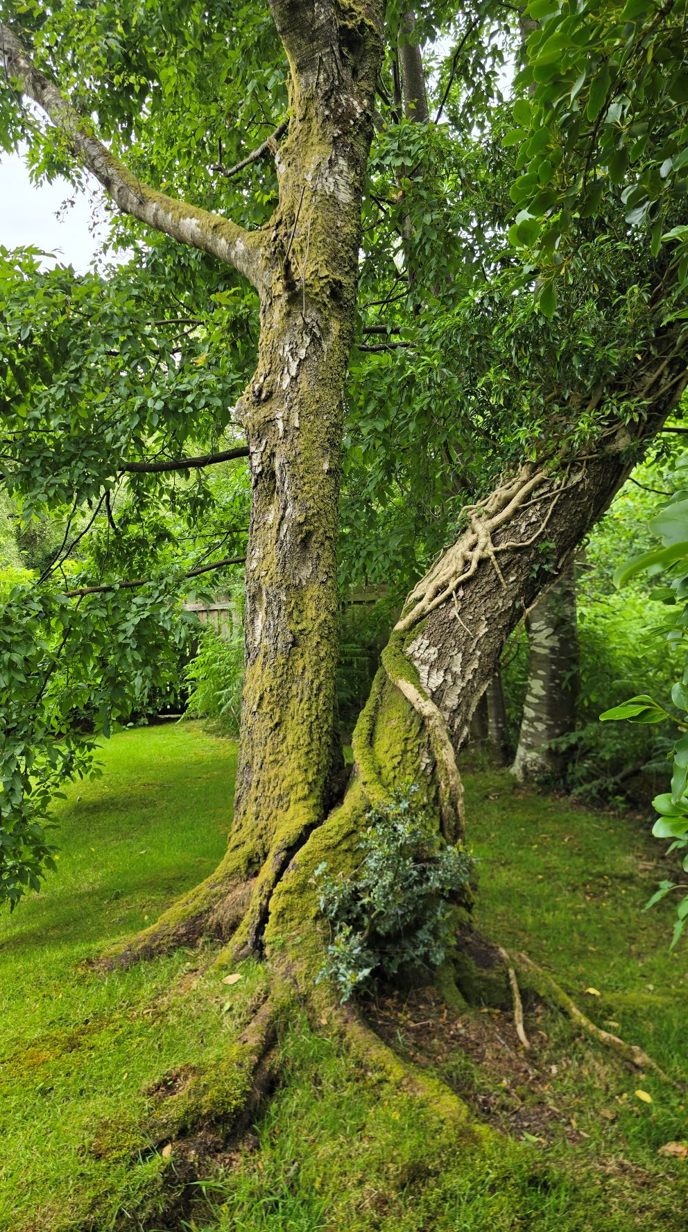 Two tree trunks joined together