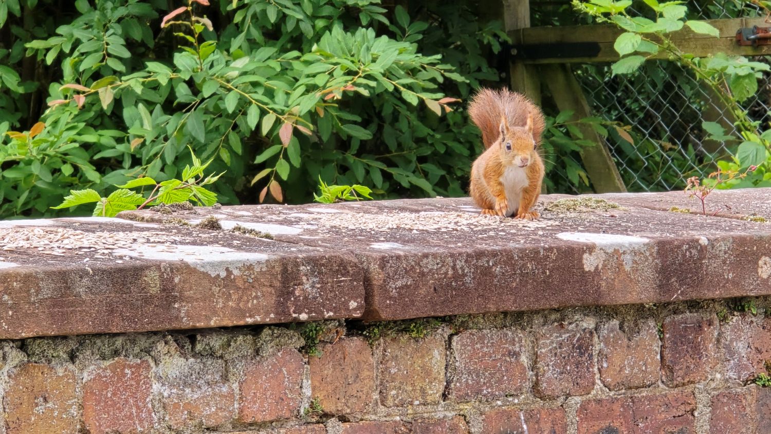 Red squirrel sitting on a wall eating sunflower hearts