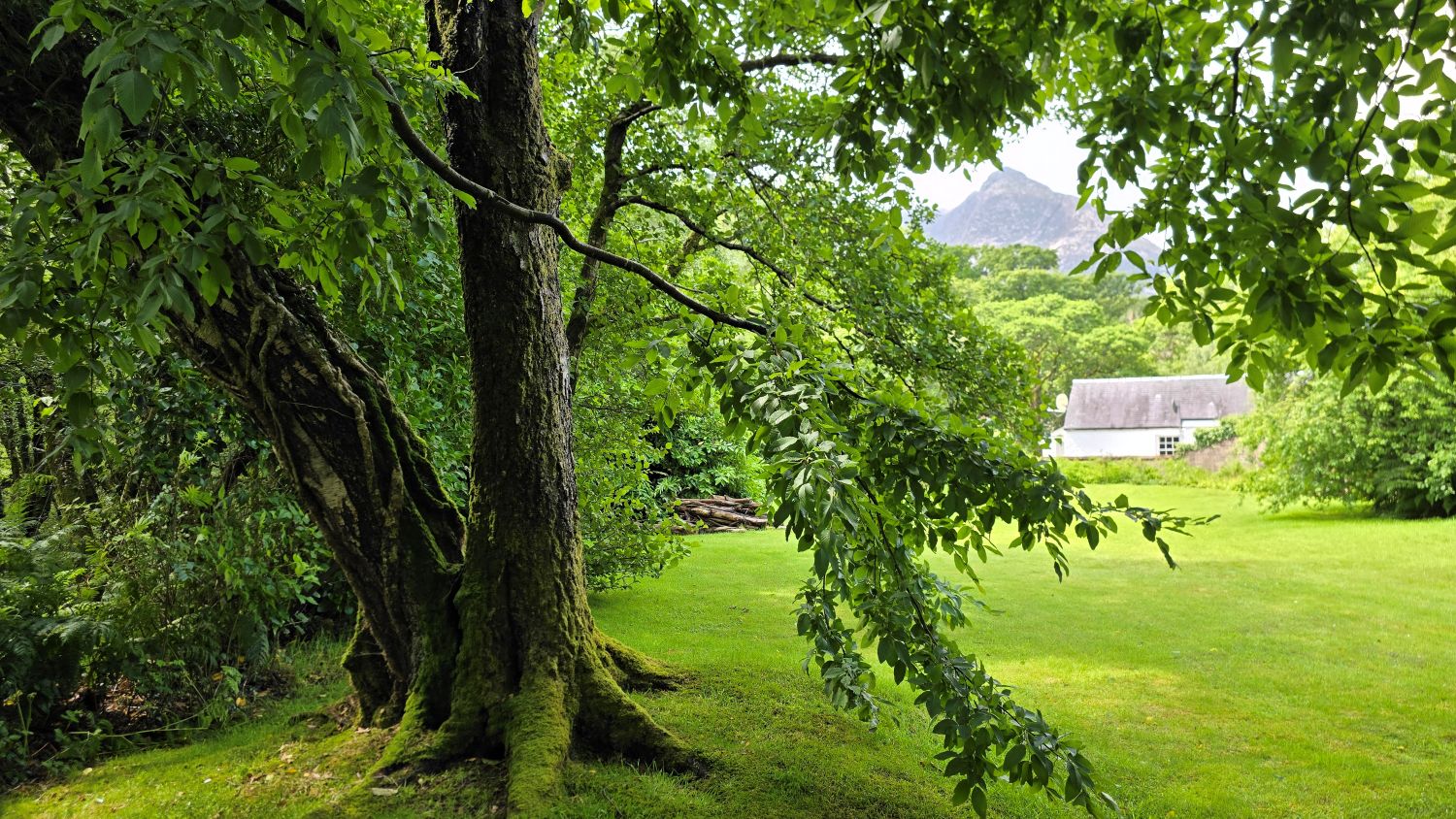 Large tree with partial view of a white cottage and mountain peak behind it