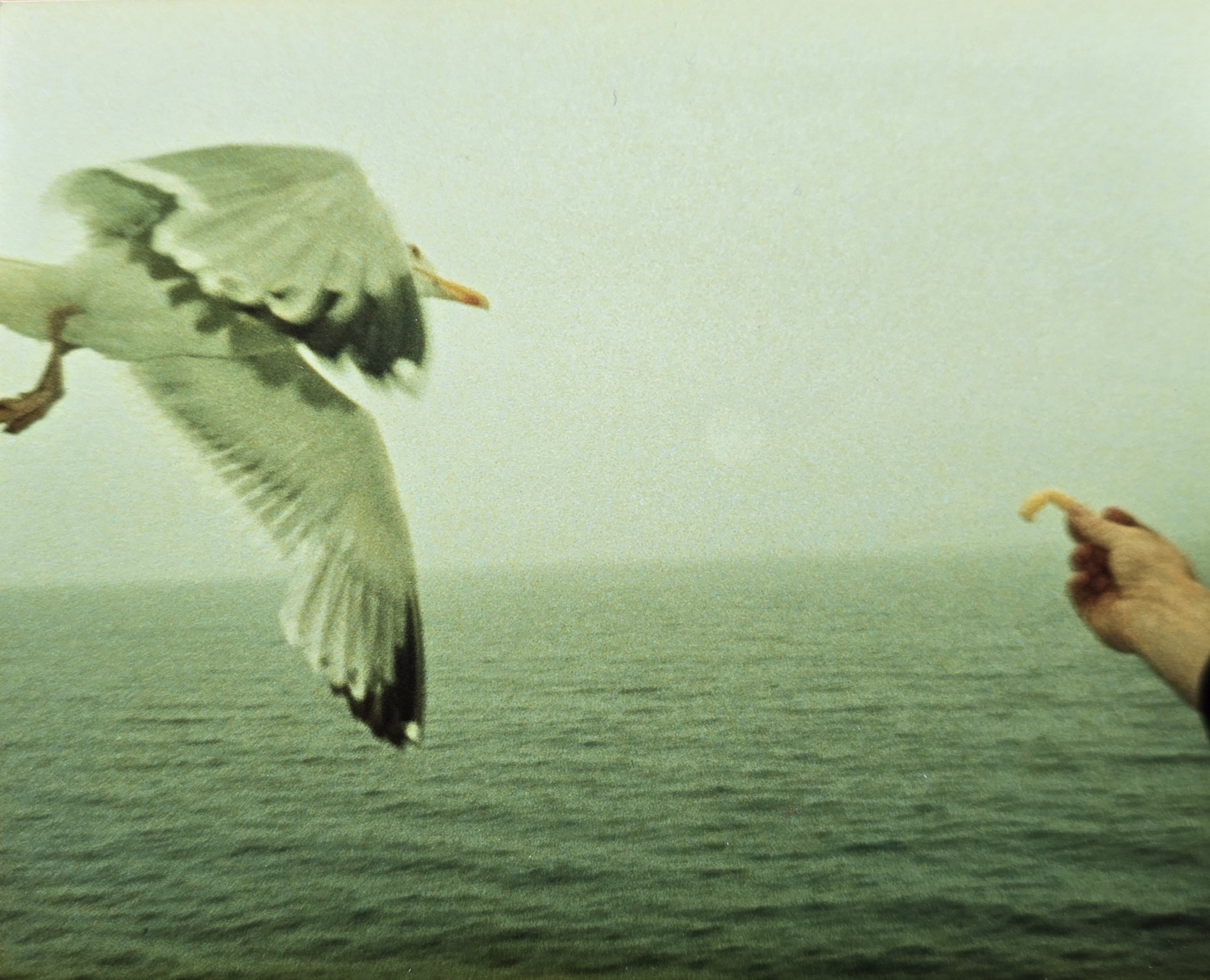 A gull flying beside a ferry and a hand holding food