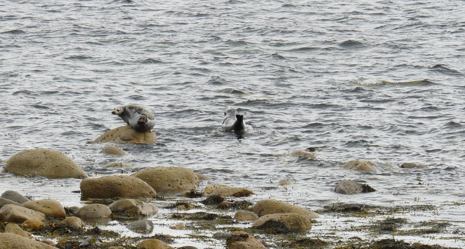 Seals resting on huge boulders in the sea
