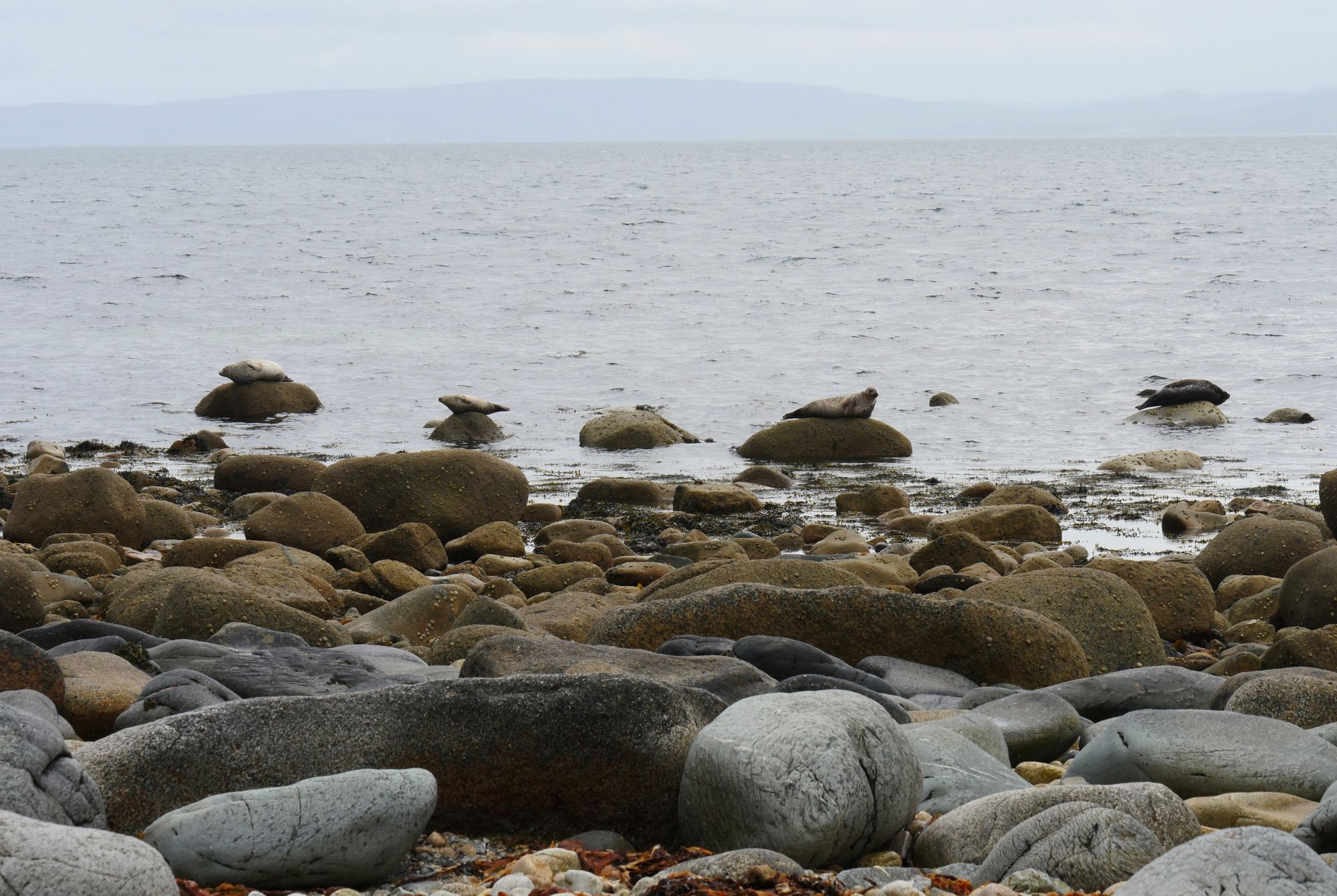 Seals resting on huge boulders in the sea