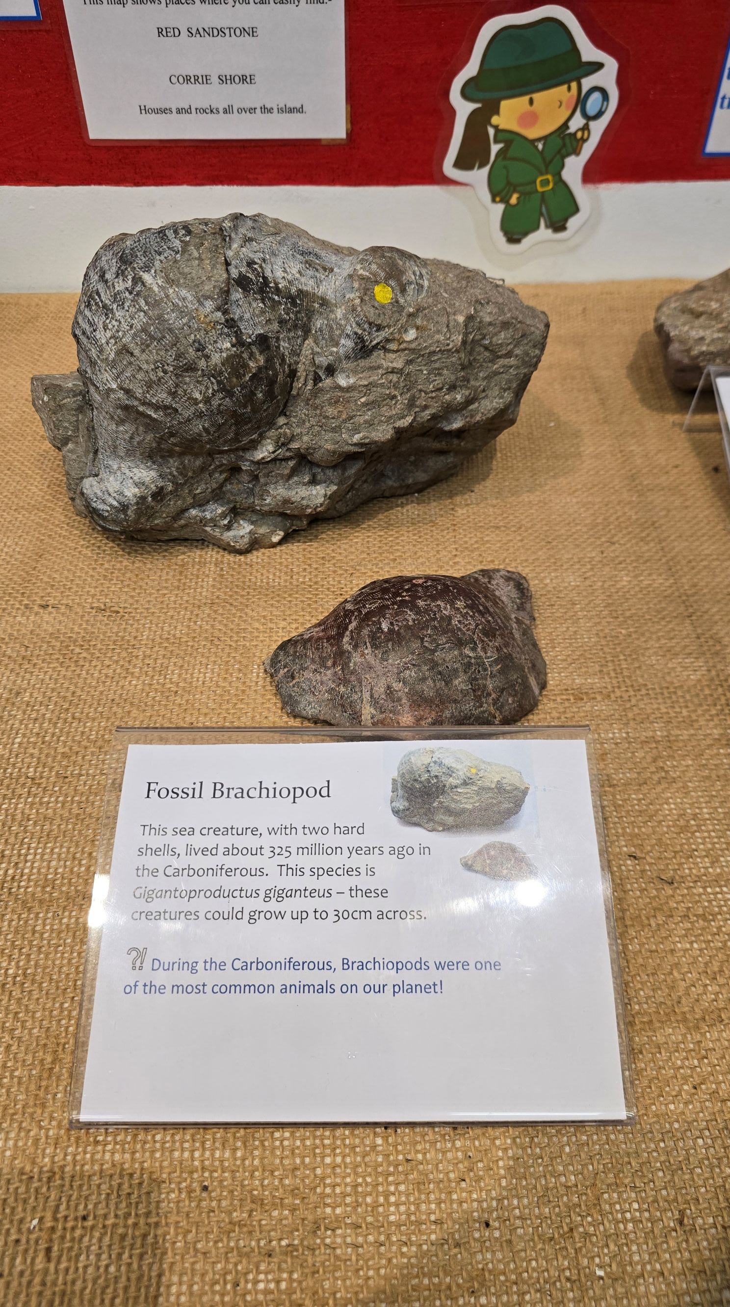 Fossil Brachiopod - sea creature that lived 325 million years ago